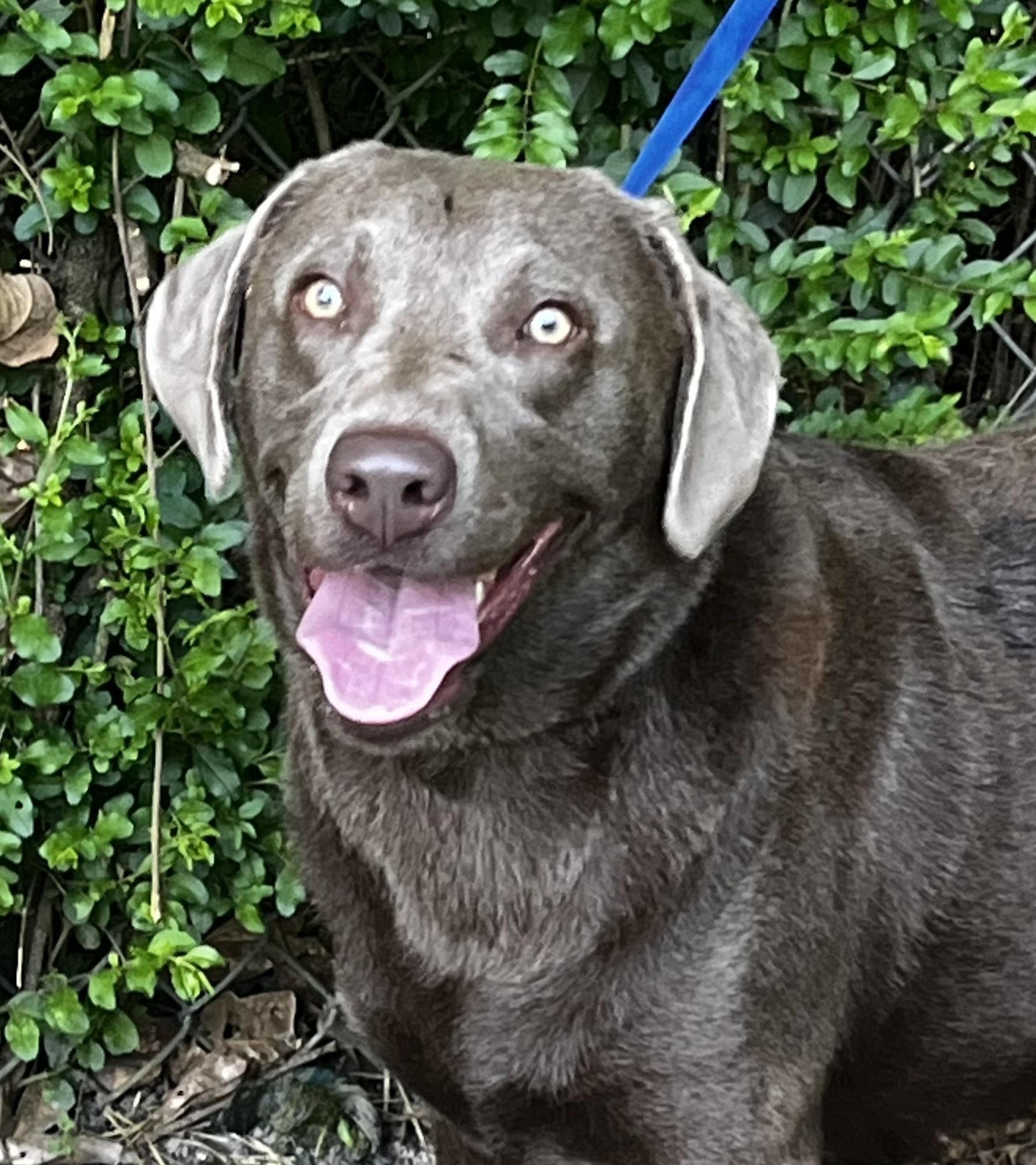 Enlarge Lola 33, an adopted Chocolate Labrador Retriever in Killingworth, CT image 1/6