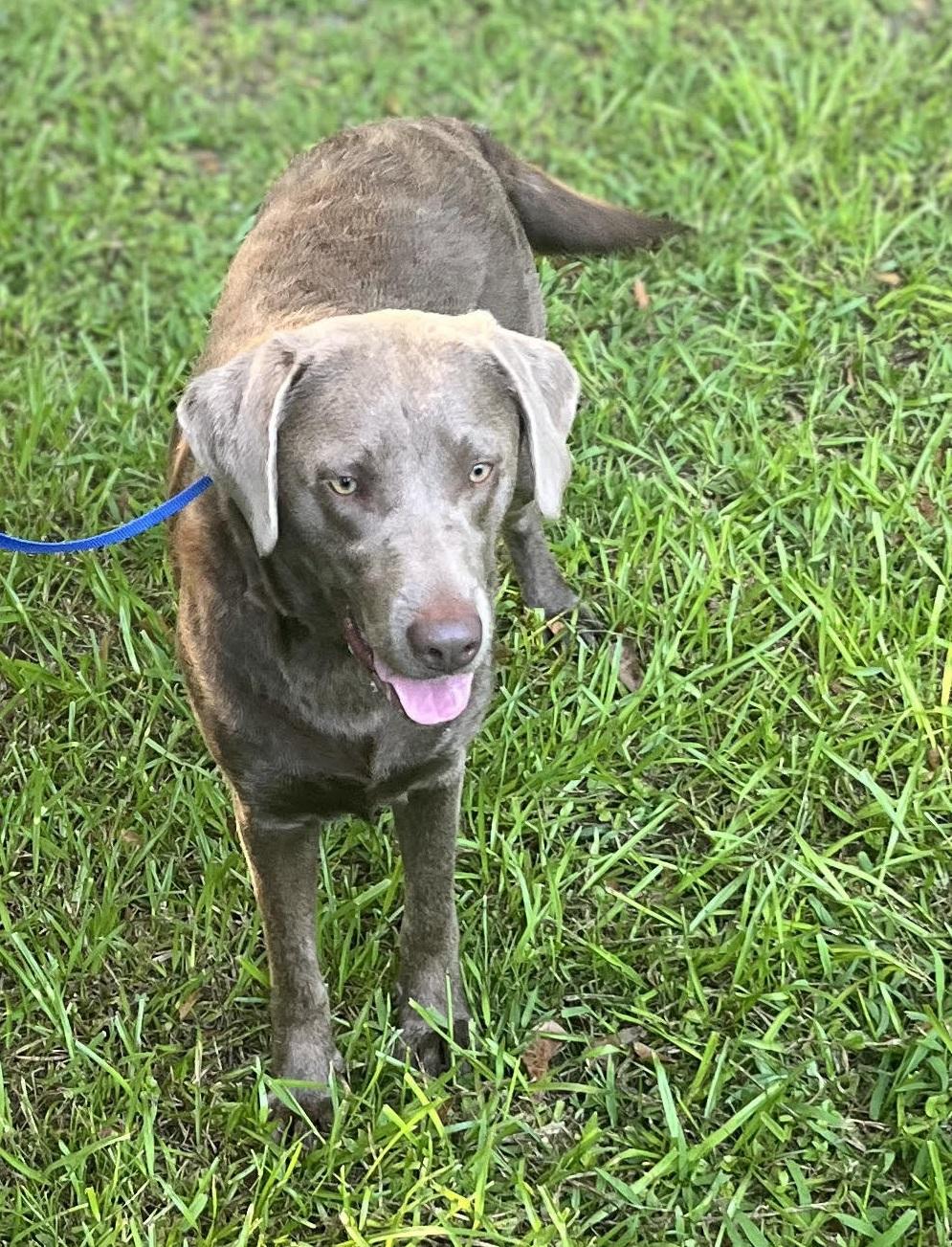 Enlarge Lola 33, an adopted Chocolate Labrador Retriever in Killingworth, CT image 4/6