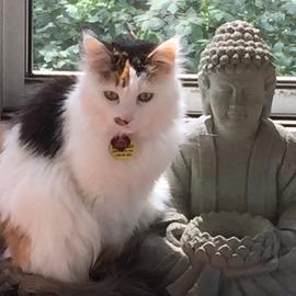 Yum Yum, Adoptable, Senior Female Domestic Long Hair & Turkish Van.