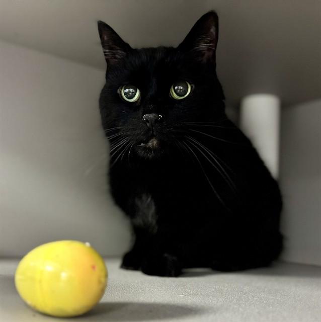 SMOKEY, Adoptable, Senior Male Domestic Short Hair.