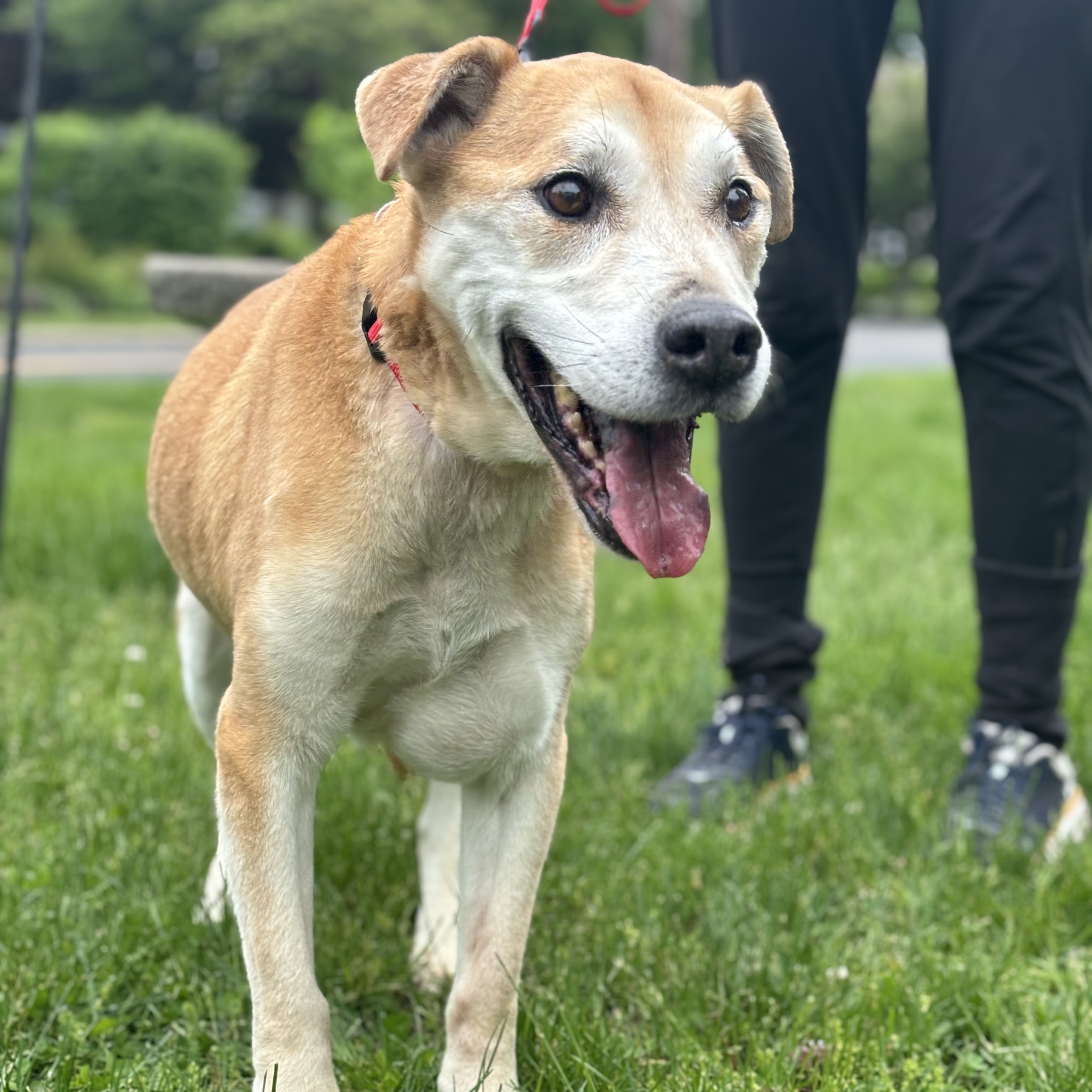Dog for adoption Super Senior Randy, a Labrador Retriever in Stamford