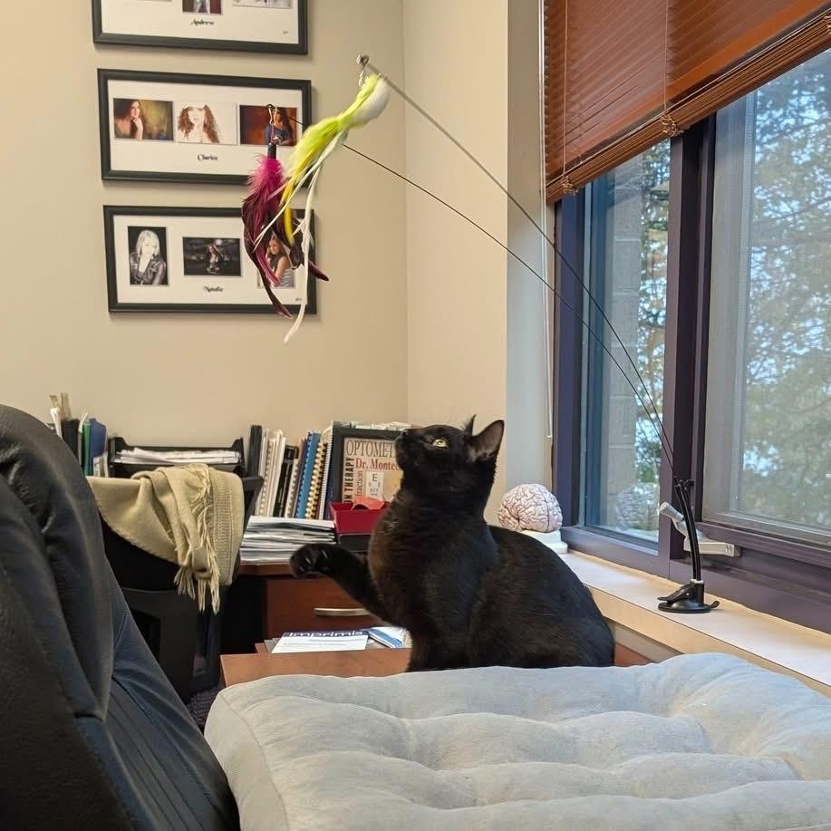 Nick, a Adoptable Domestic Short Hair in Dayton, OH image 1/6