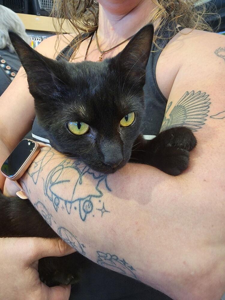 Nick, a Adoptable Domestic Short Hair in Dayton, OH image 2/6