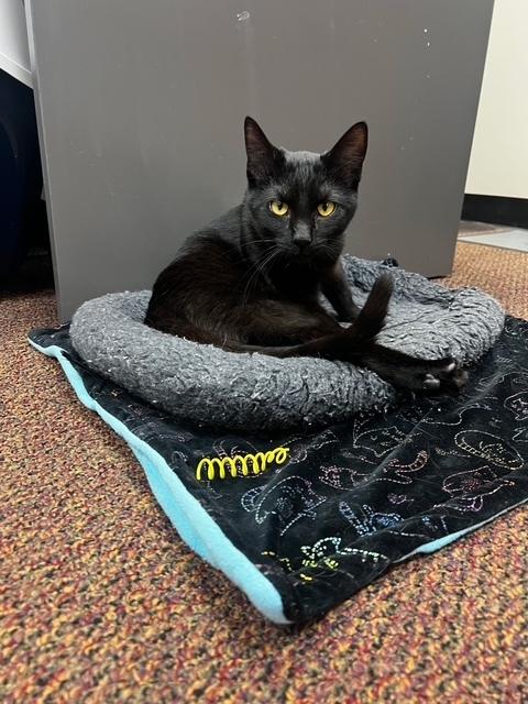 Nick, a Adoptable Domestic Short Hair in Dayton, OH image 4/6