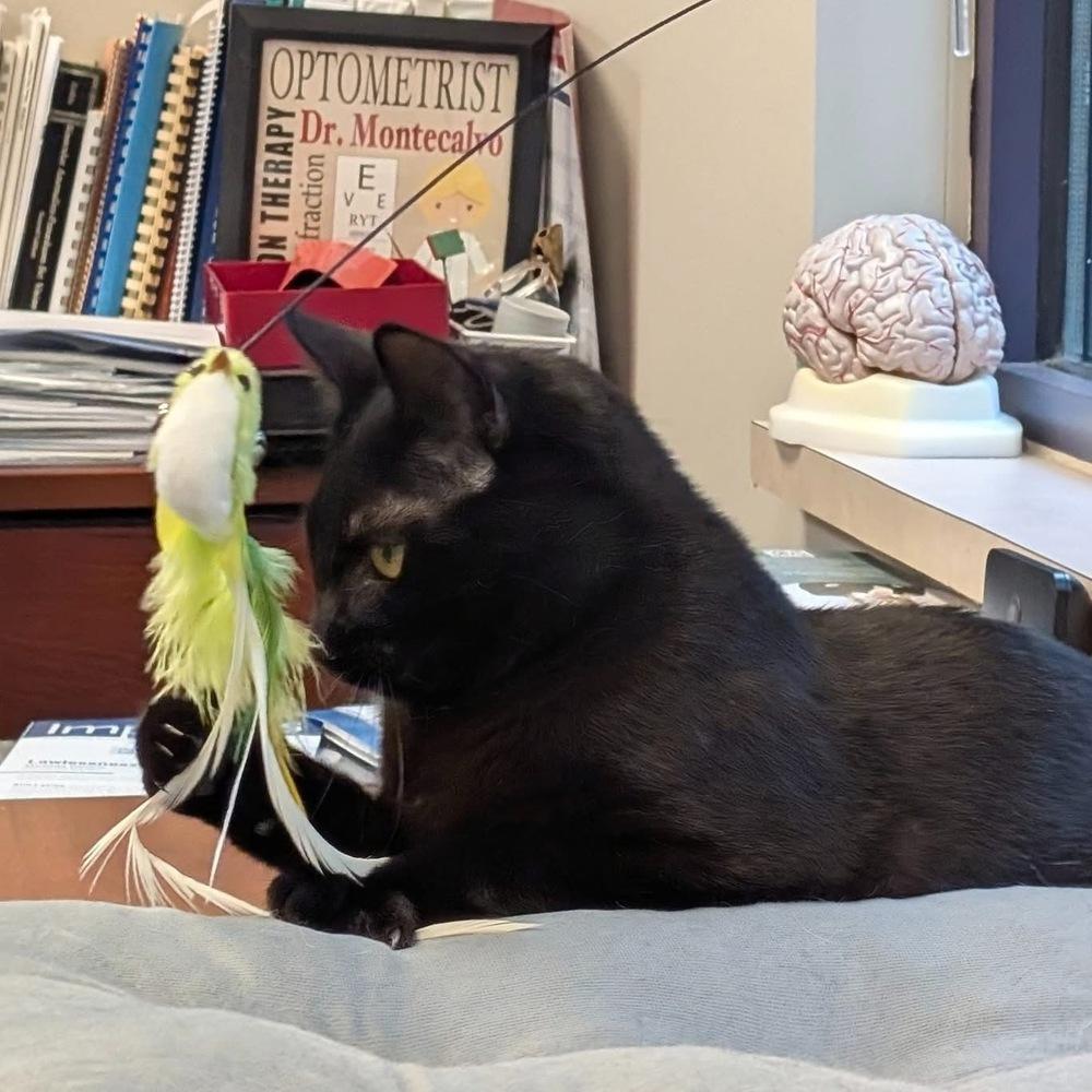 Nick, a Adoptable Domestic Short Hair in Dayton, OH image 5/6