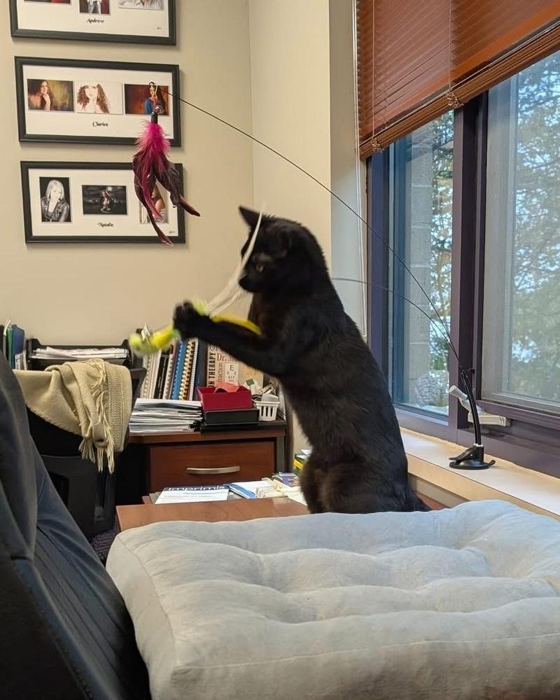 Nick, a Adoptable Domestic Short Hair in Dayton, OH image 6/6