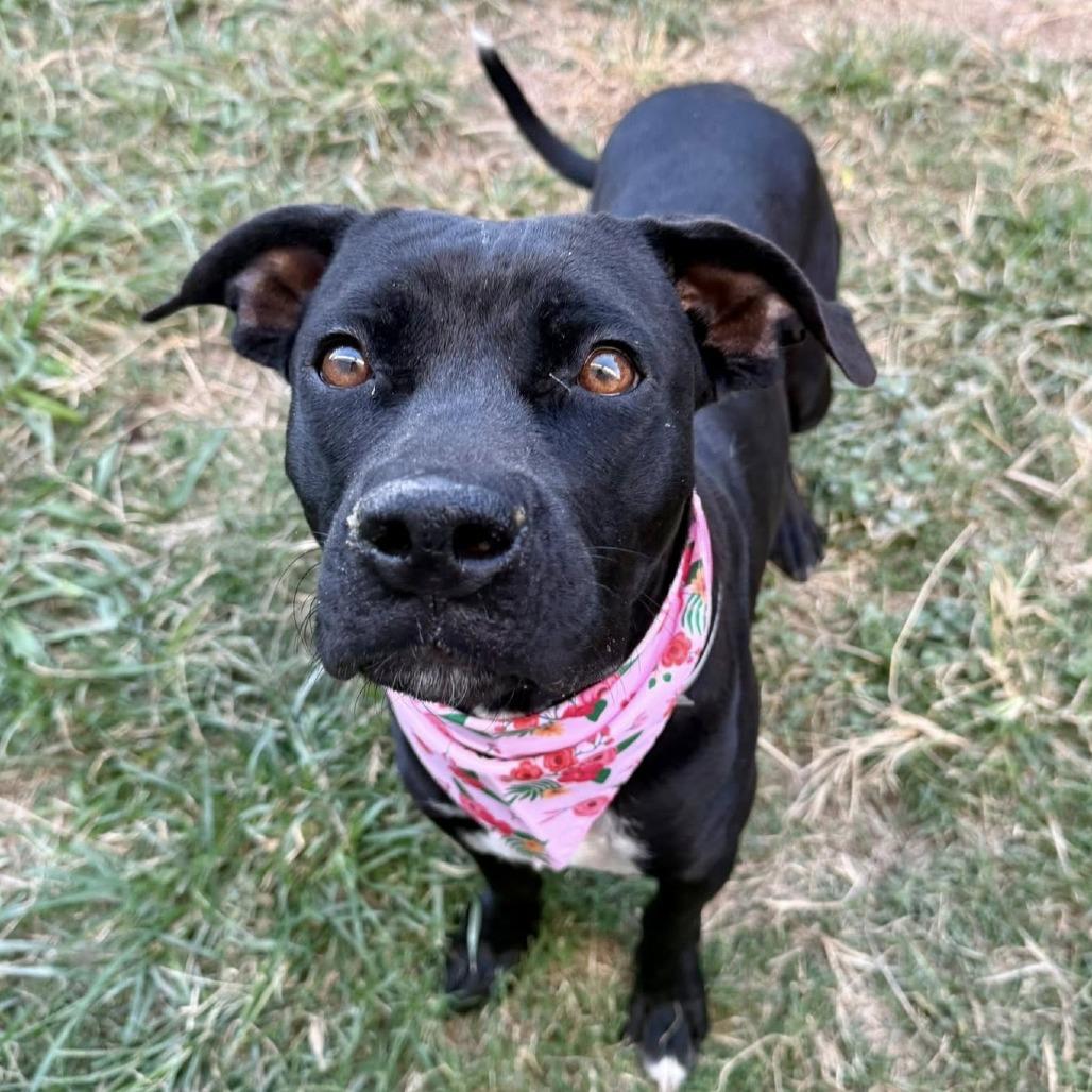 Margo, a Adoptable American Staffordshire Terrier in Pittsburgh, PA image 1/6
