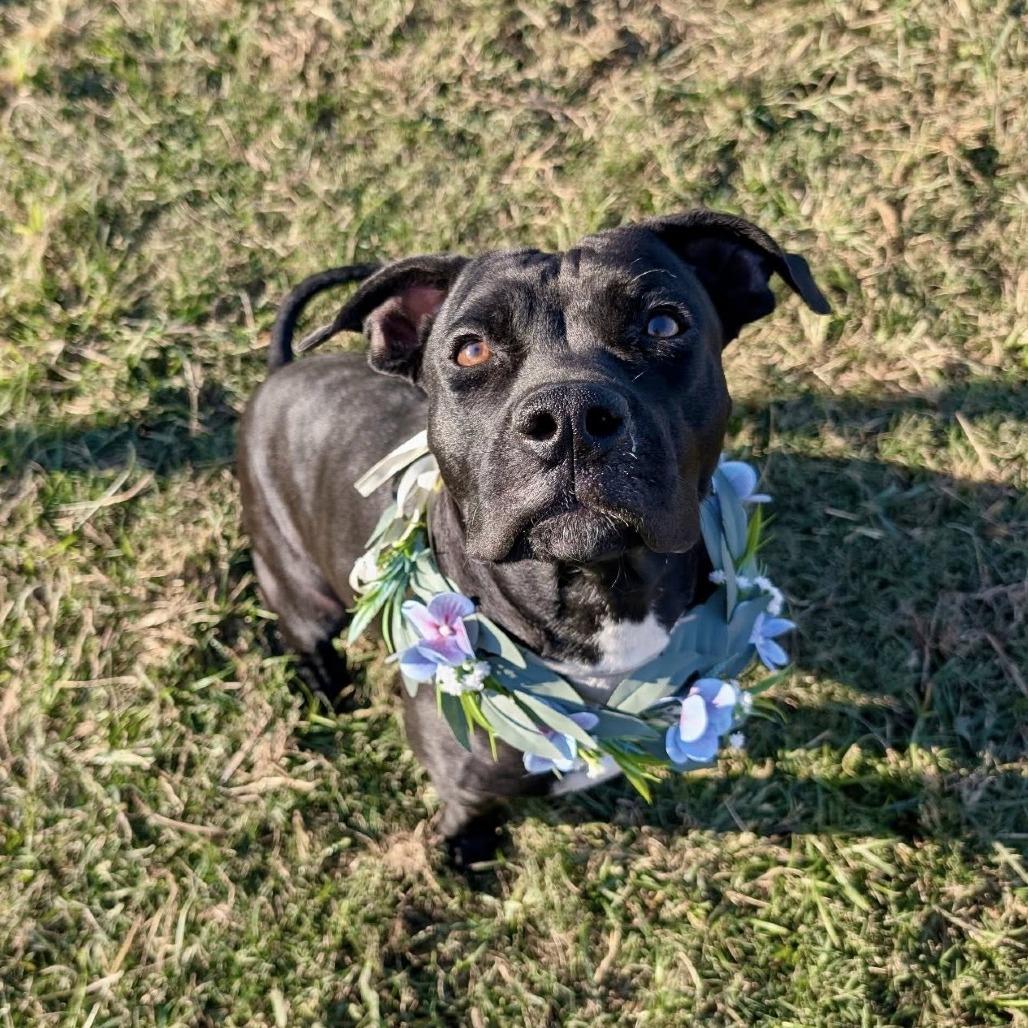 Margo, a Adoptable American Staffordshire Terrier in Pittsburgh, PA image 2/6