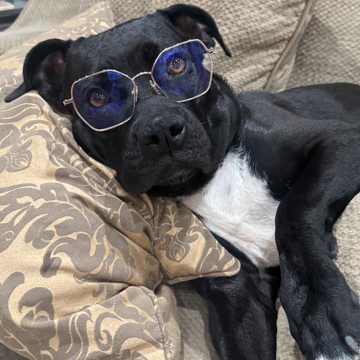 Margo, a Adoptable American Staffordshire Terrier in Pittsburgh, PA image 3/6