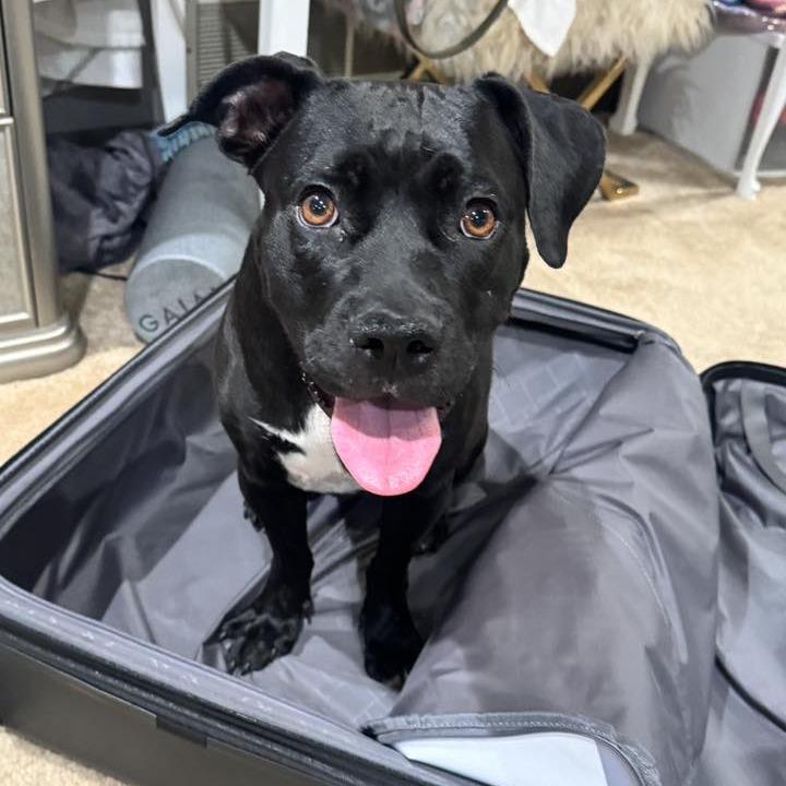 Margo, a Adoptable American Staffordshire Terrier in Pittsburgh, PA image 4/6