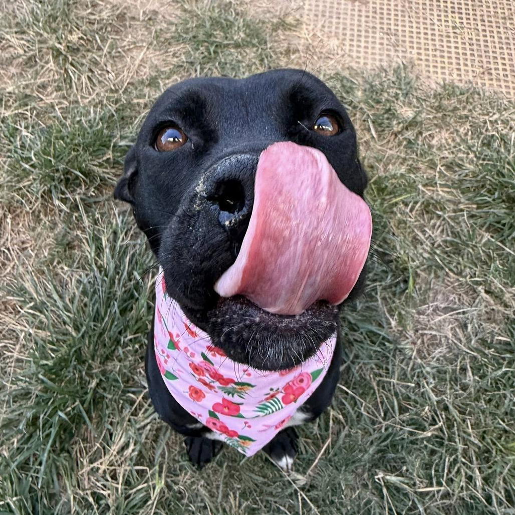 Margo, a Adoptable American Staffordshire Terrier in Pittsburgh, PA image 5/6