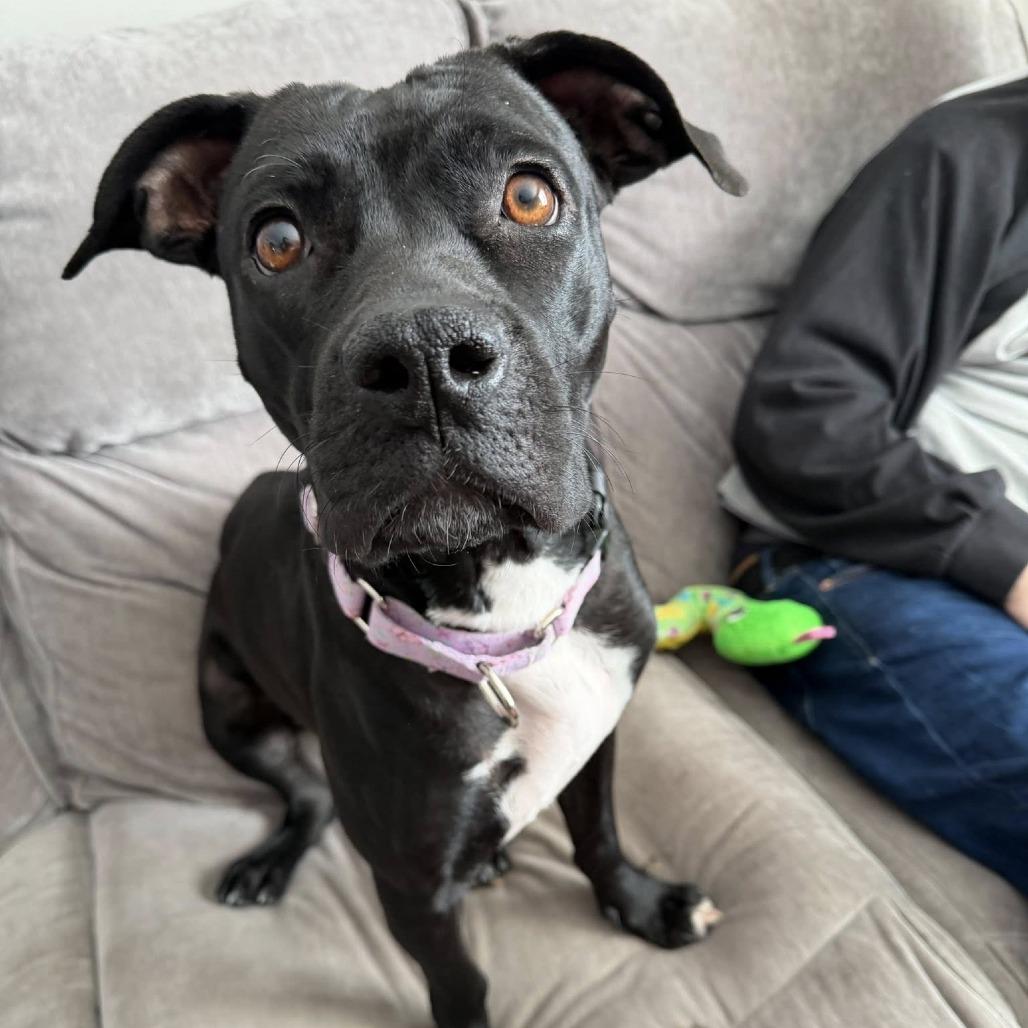 Margo, a Adoptable American Staffordshire Terrier in Pittsburgh, PA image 6/6
