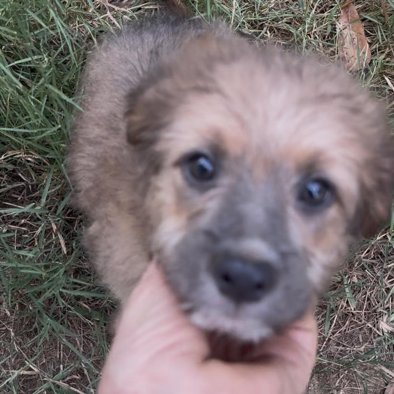 Enlarge Brioche, a Adoptable mixed breed in Alexandria, VA image 3/6