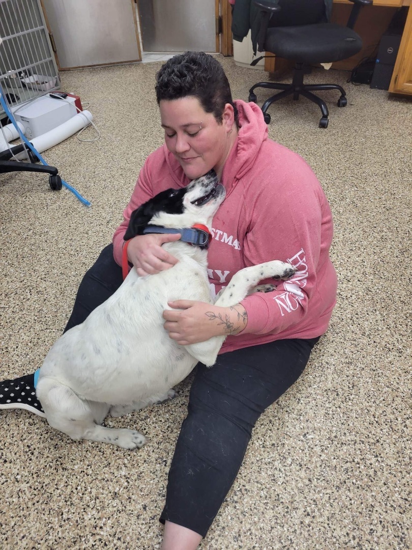 Lakota, Adoptable, Young Female Border Collie & Great Pyrenees.