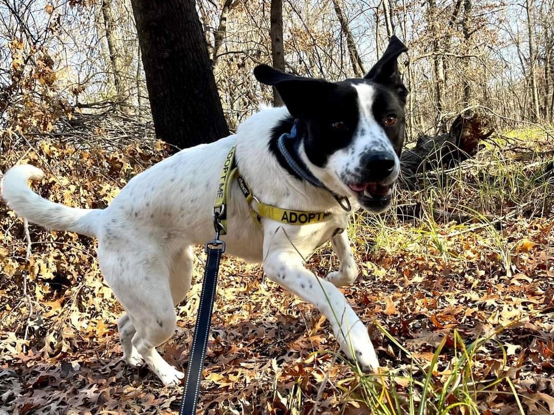Lakota, a Adoptable mixed breed in Bixby, OK image 2/11