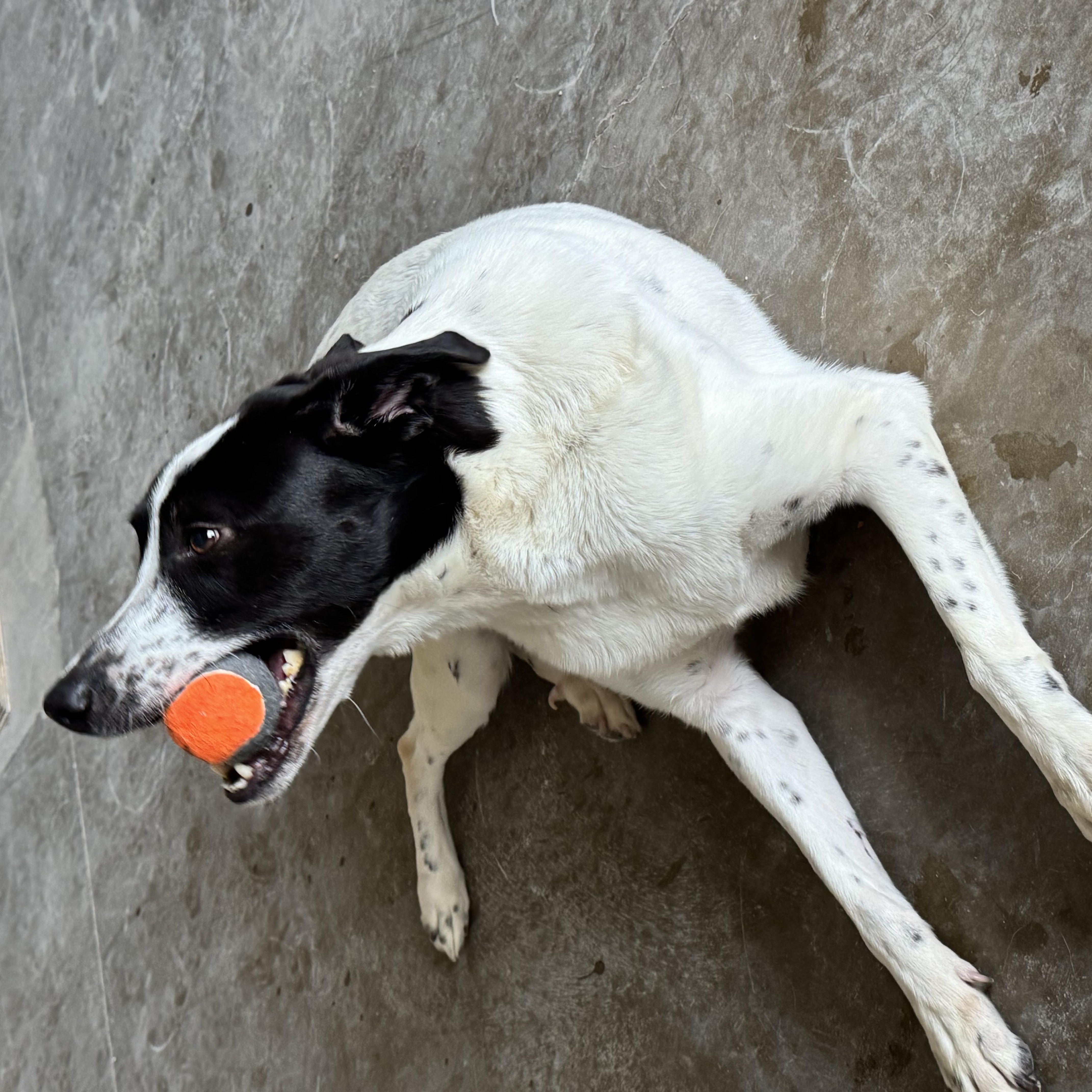 Enlarge Lakota, a Adoptable mixed breed in Bixby, OK image 6/6