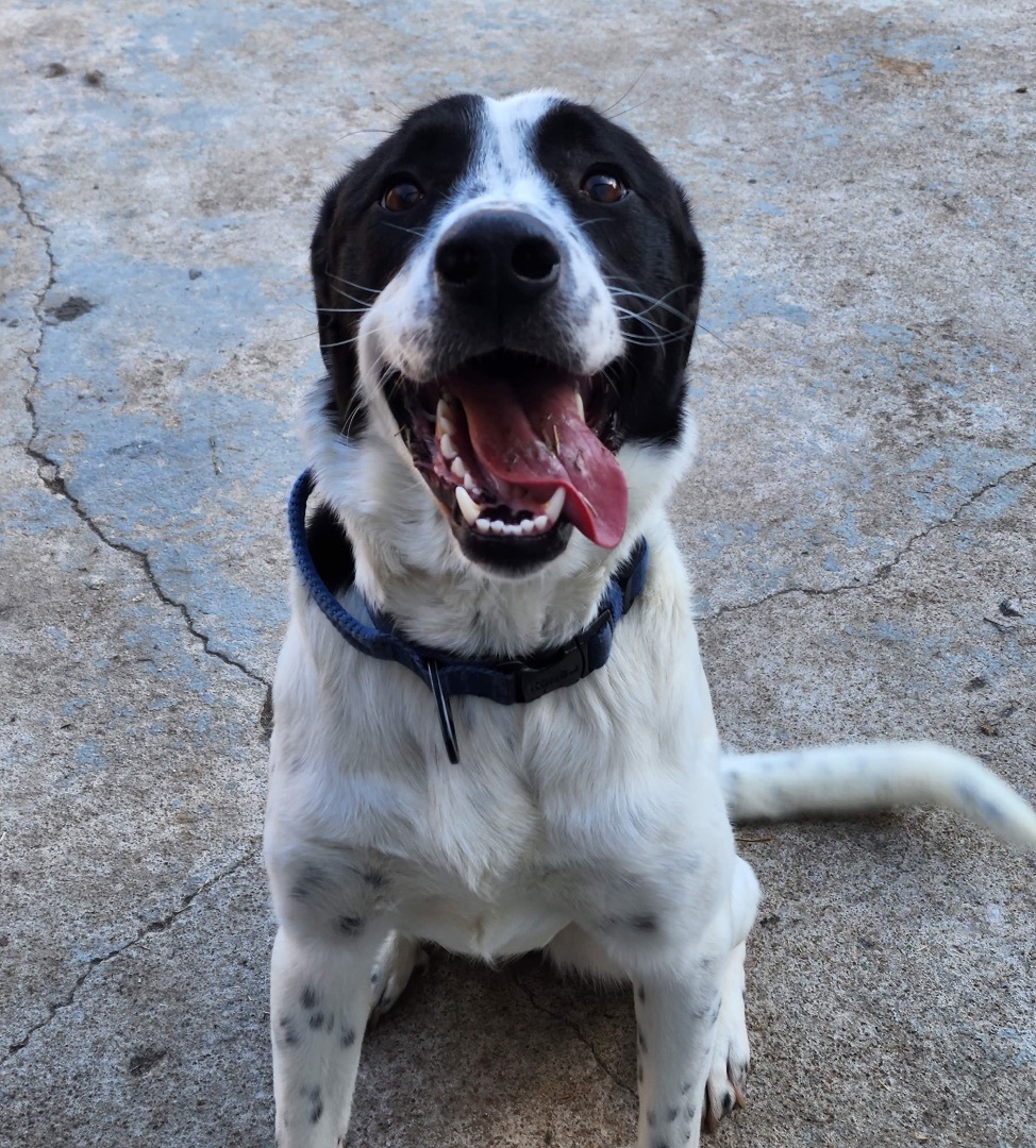 Lakota, Young Female Border Collie