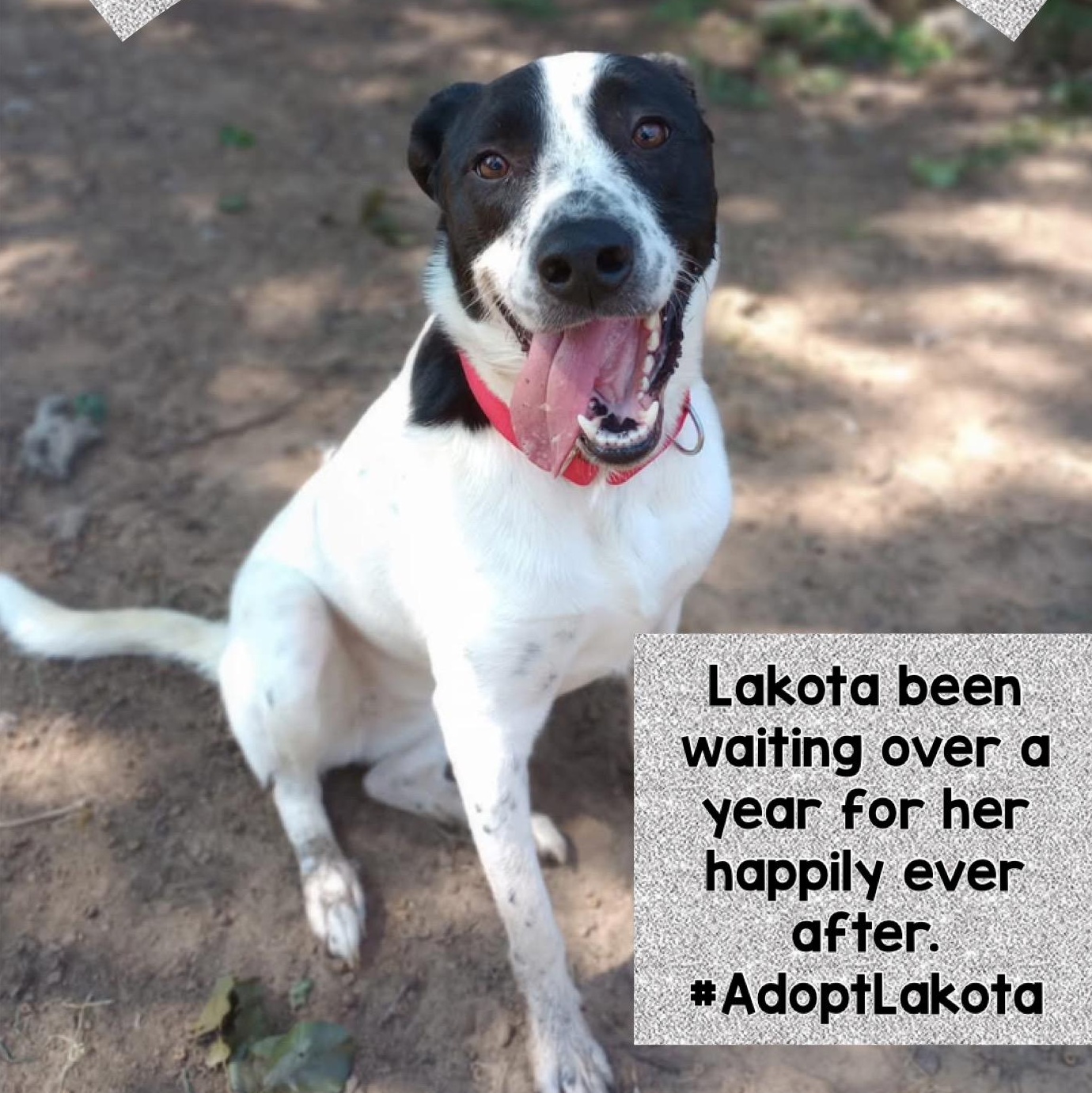 Lakota, Adoptable, Young Female Border Collie & Great Pyrenees.
