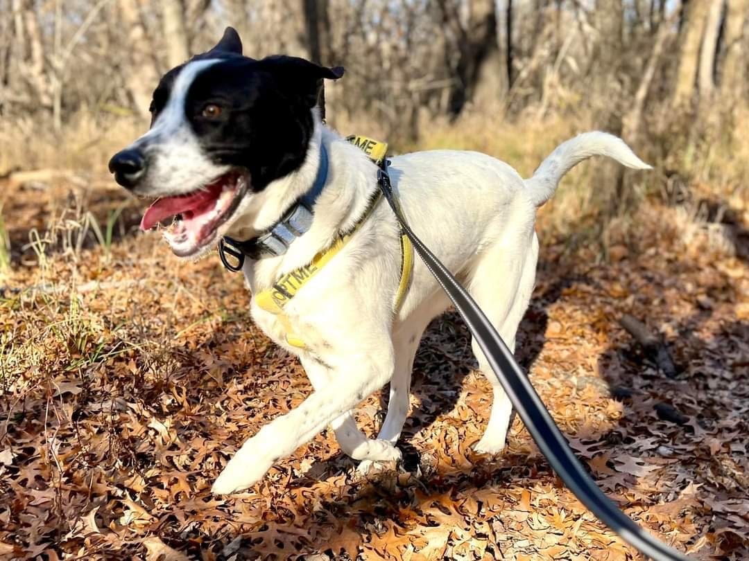 Lakota, a Adoptable mixed breed in Bixby, OK image 4/11