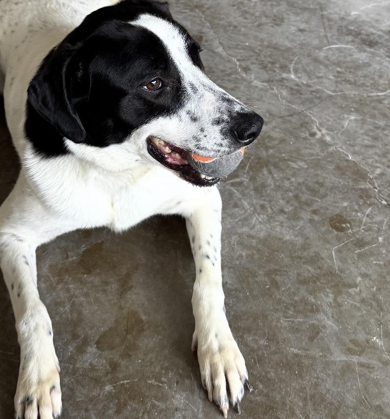 Enlarge Lakota, a Adoptable mixed breed in Bixby, OK image 2/6