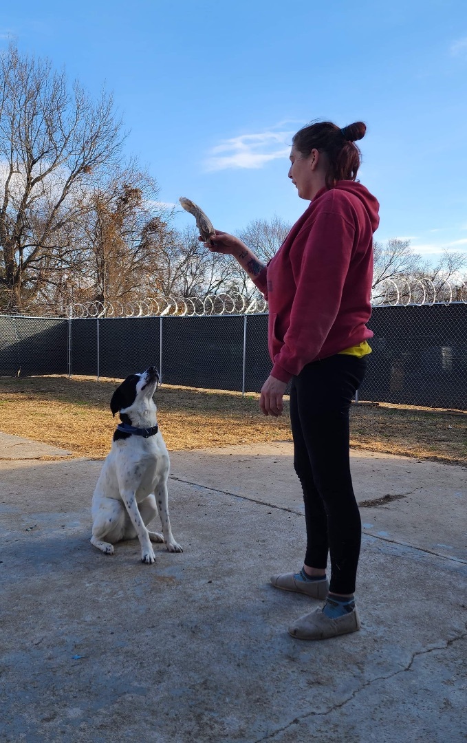Lakota, a Adoptable mixed breed in Bixby, OK image 5/11