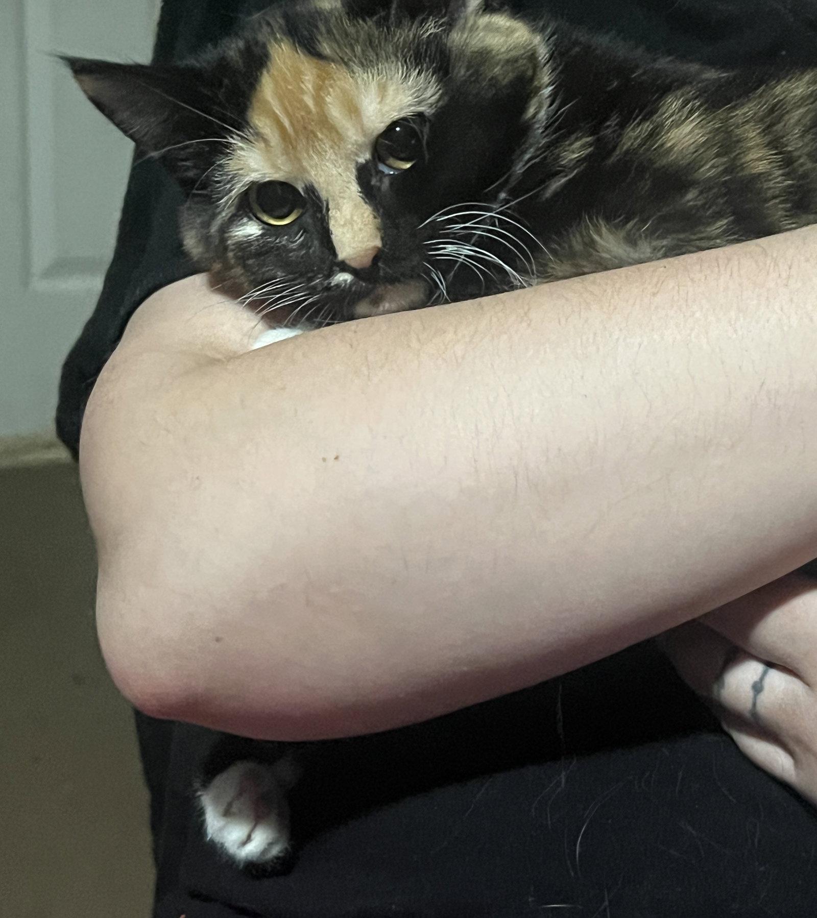 FIZZ, Adopted, Kitten Female Domestic Short Hair.