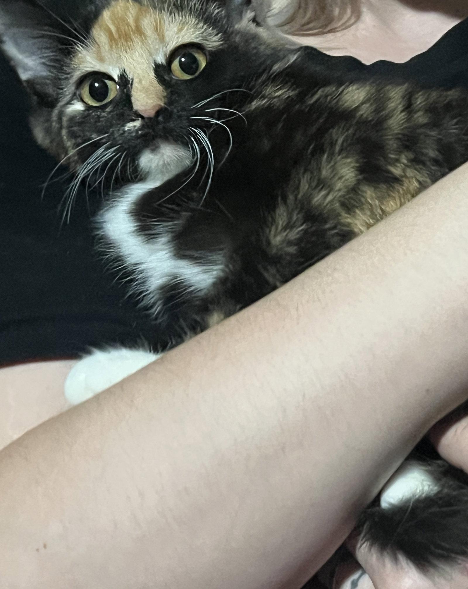 Enlarge FIZZ, a Adopted Domestic Short Hair in Northfield, OH image 2/2