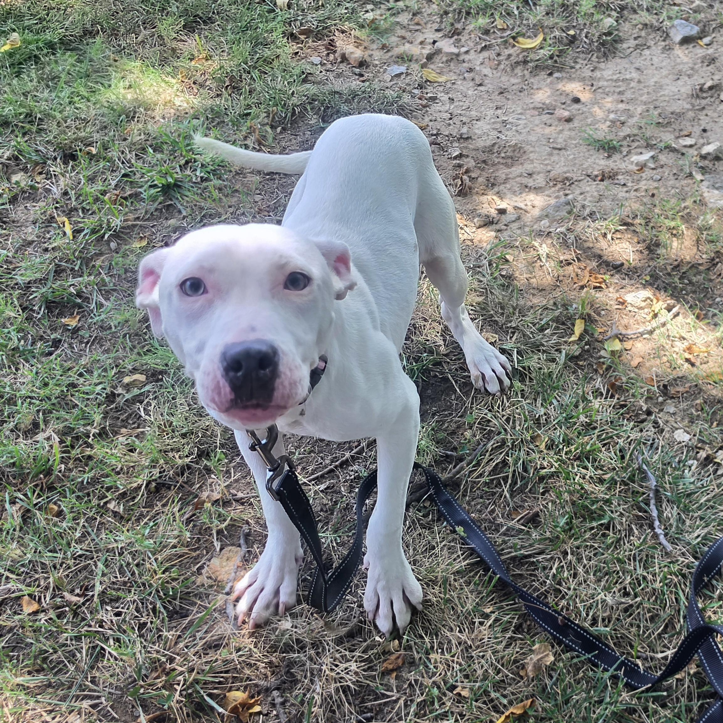 Peapod, a ADOPTABLE mixed breed in Lowell, AR image 2/6