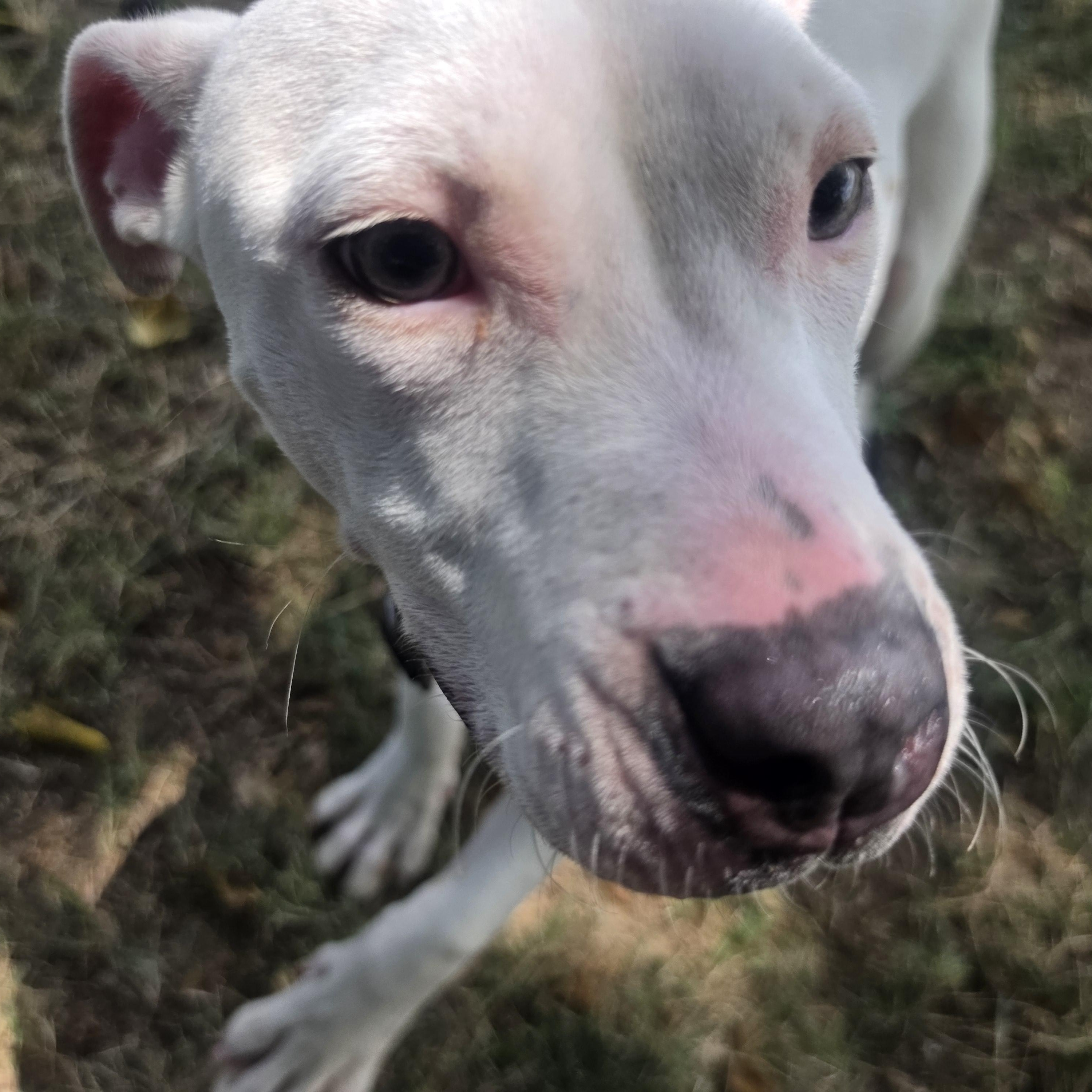 Peapod, a ADOPTABLE mixed breed in Lowell, AR image 4/6
