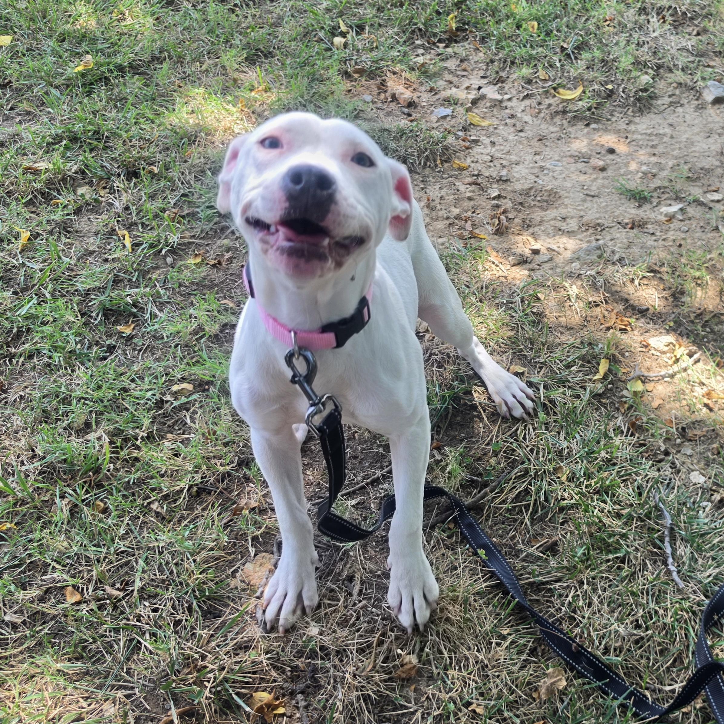 Peapod, a ADOPTABLE mixed breed in Lowell, AR image 3/6