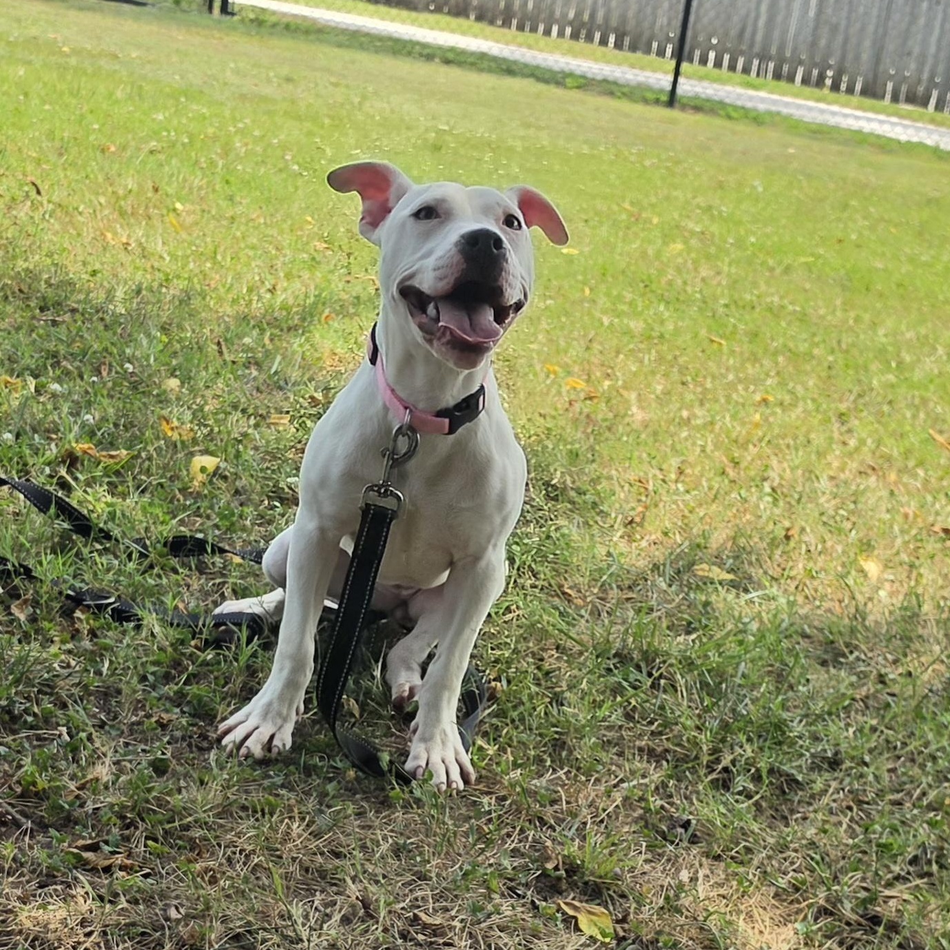Peapod, a ADOPTABLE mixed breed in Lowell, AR image 1/6