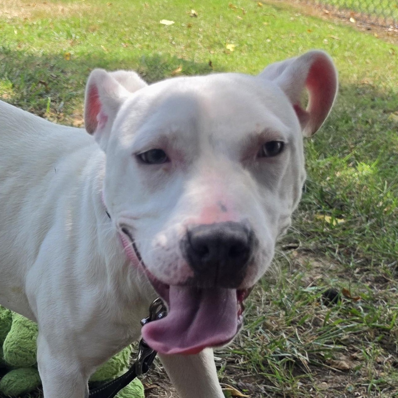 Peapod, a ADOPTABLE mixed breed in Lowell, AR image 5/6