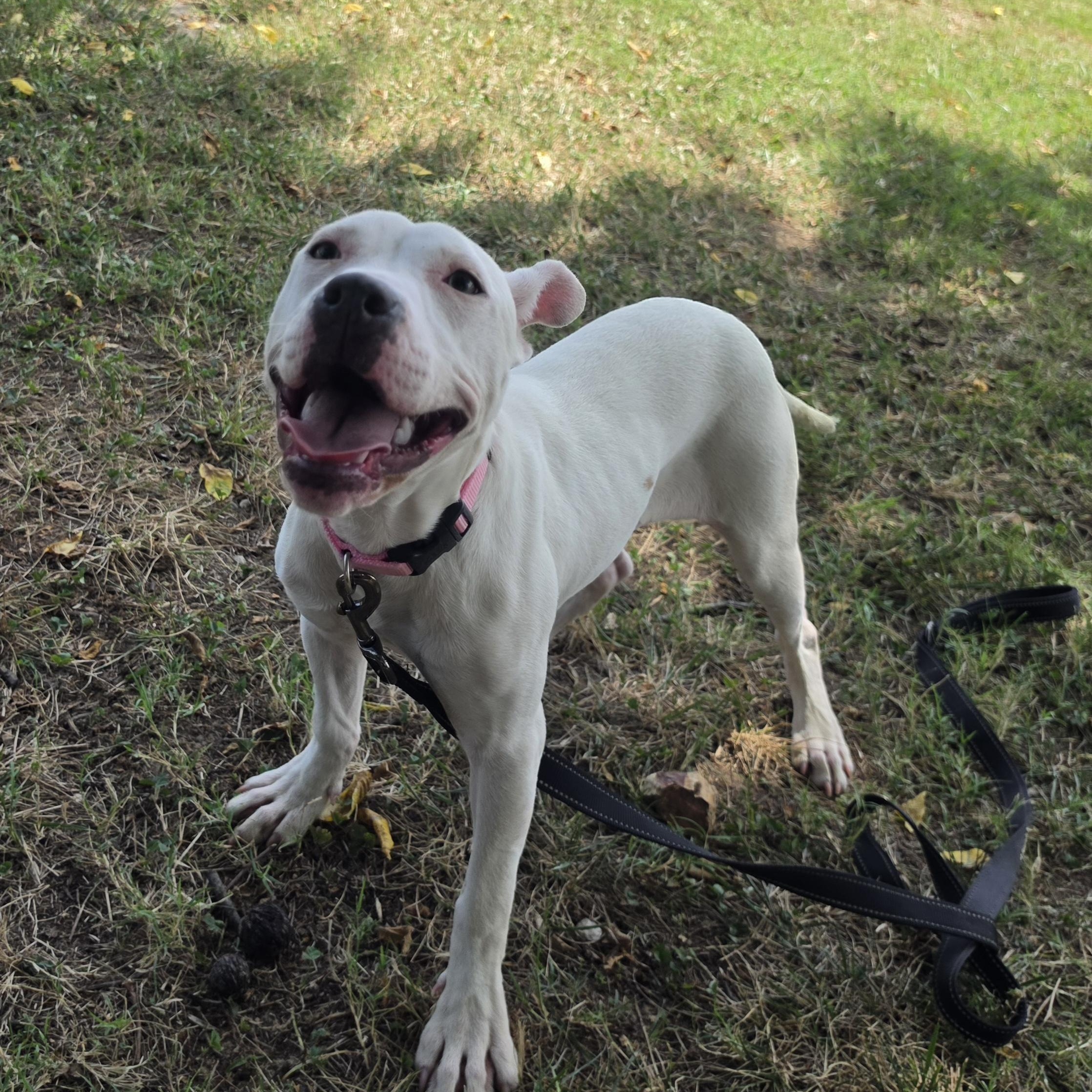 Peapod, a ADOPTABLE mixed breed in Lowell, AR image 6/6