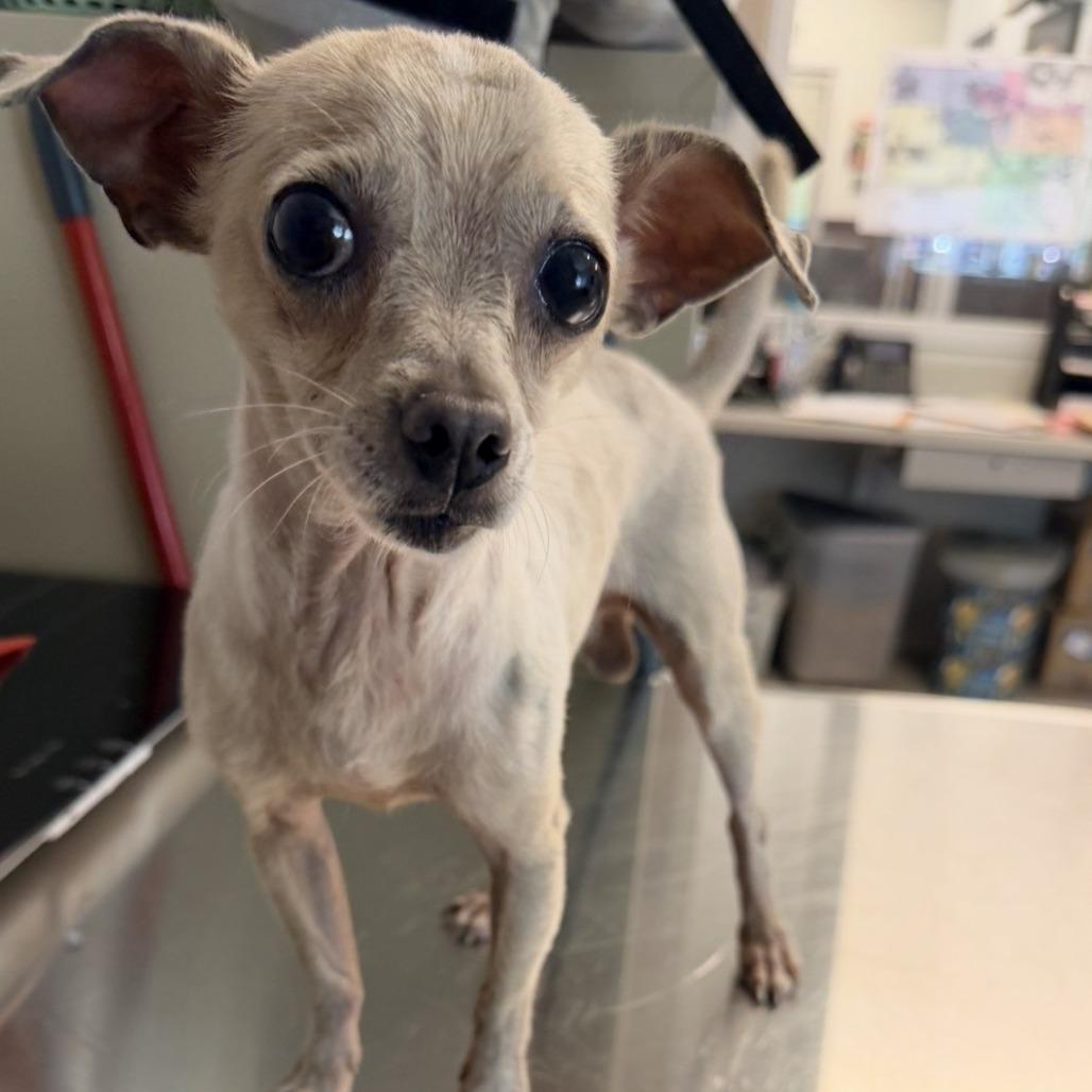 Dolph, Adoptable, Adult Male Chihuahua.