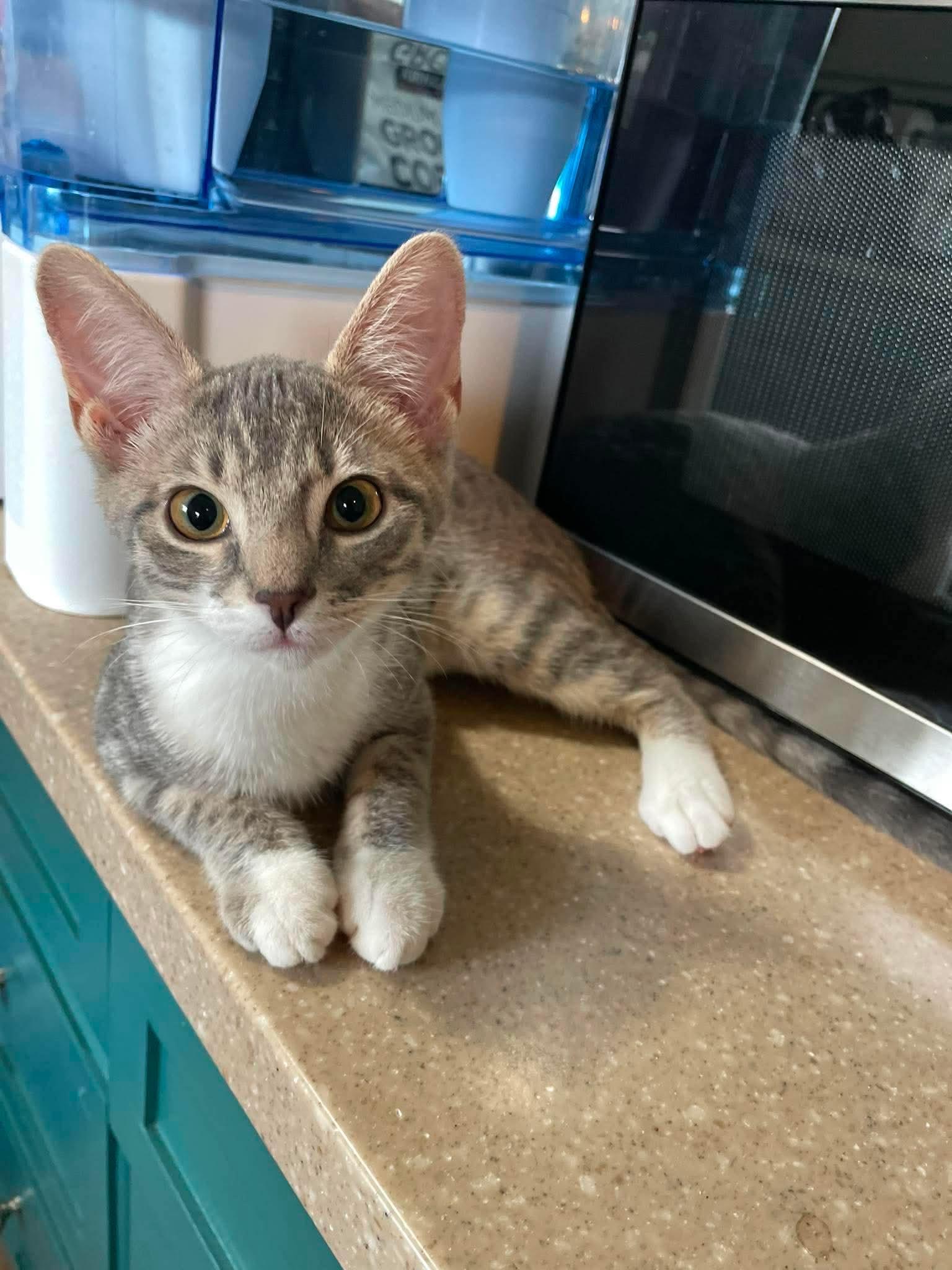 Enlarge Tangle, a Adoptable Domestic Short Hair in Hartville, OH image 2/3
