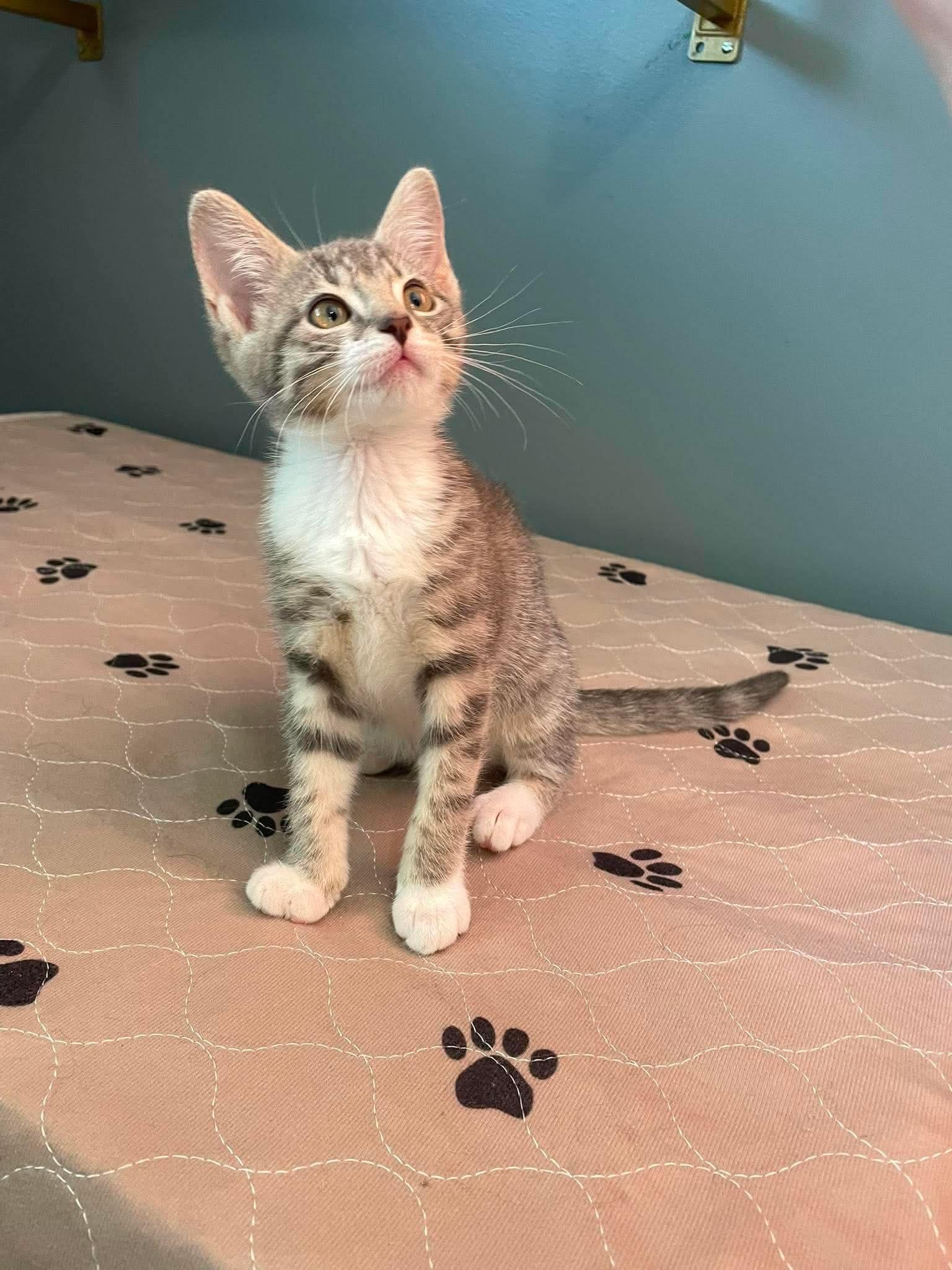 Enlarge Tangle, a Adoptable Domestic Short Hair in Hartville, OH image 3/3
