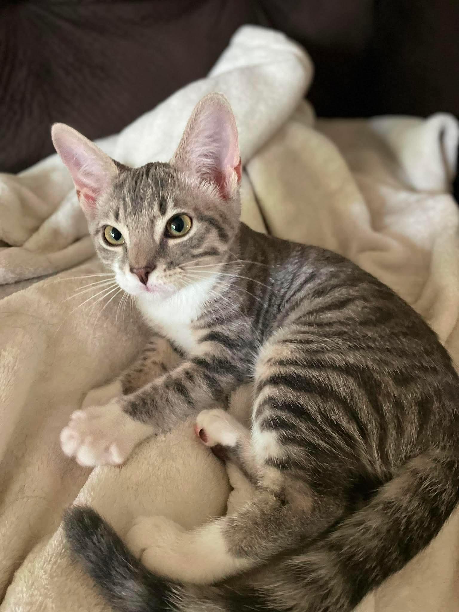Enlarge Tangle, a Adoptable Domestic Short Hair in Hartville, OH image 1/3
