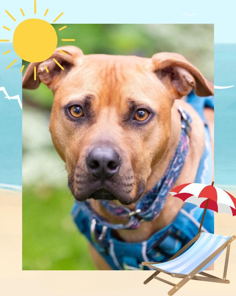 Henry - Summer Lovin' Promo, a Adoptable Mixed Breed in Savage, MN image 2/6