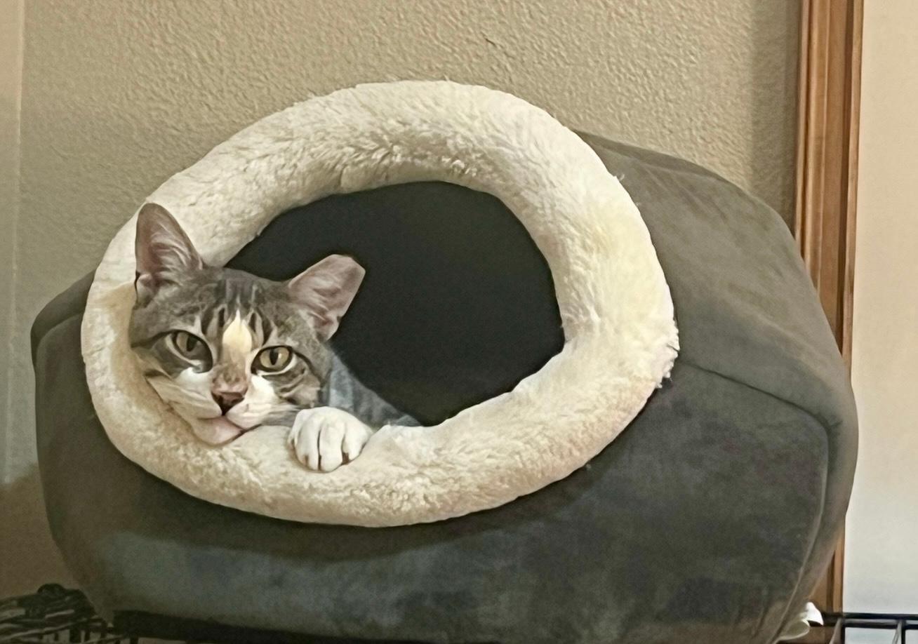Enlarge Bobby, a ADOPTABLE American Shorthair in Gilroy, CA image 1/1