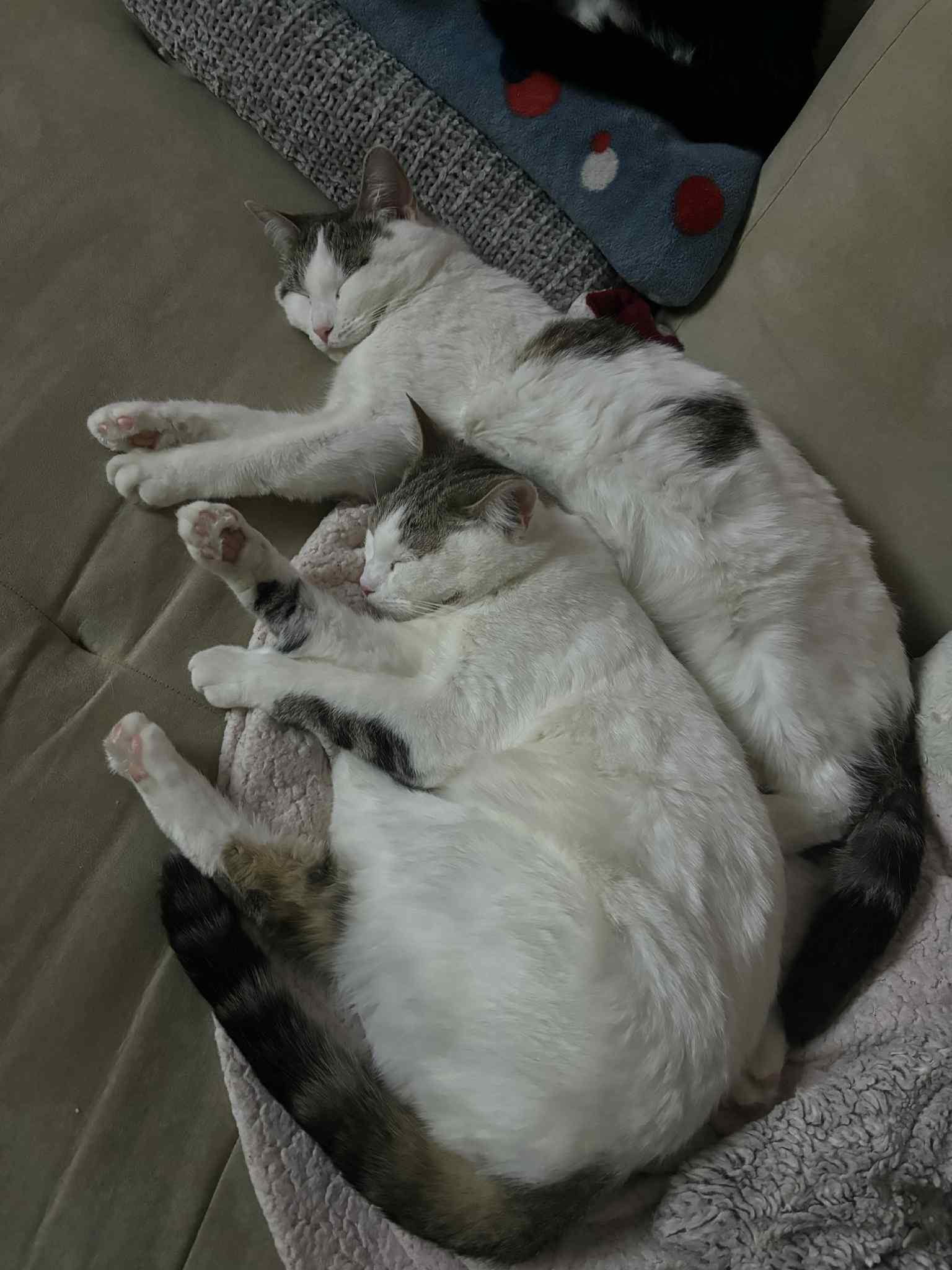 Enlarge Bonded Trio, a Adoptable Domestic Short Hair in Winnipeg, MB image 1/6