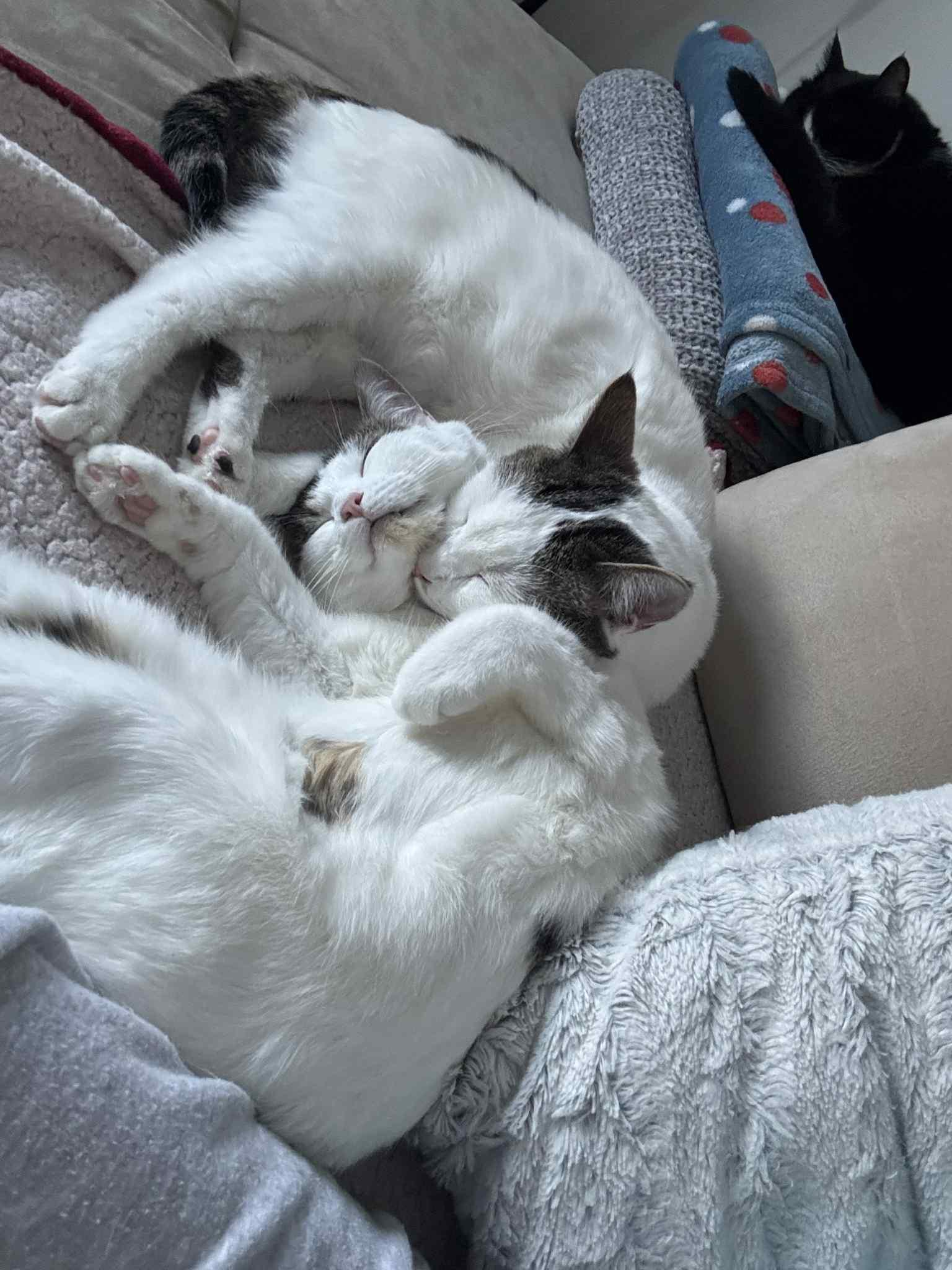 Enlarge Bonded Trio, a Adoptable Domestic Short Hair in Winnipeg, MB image 2/6