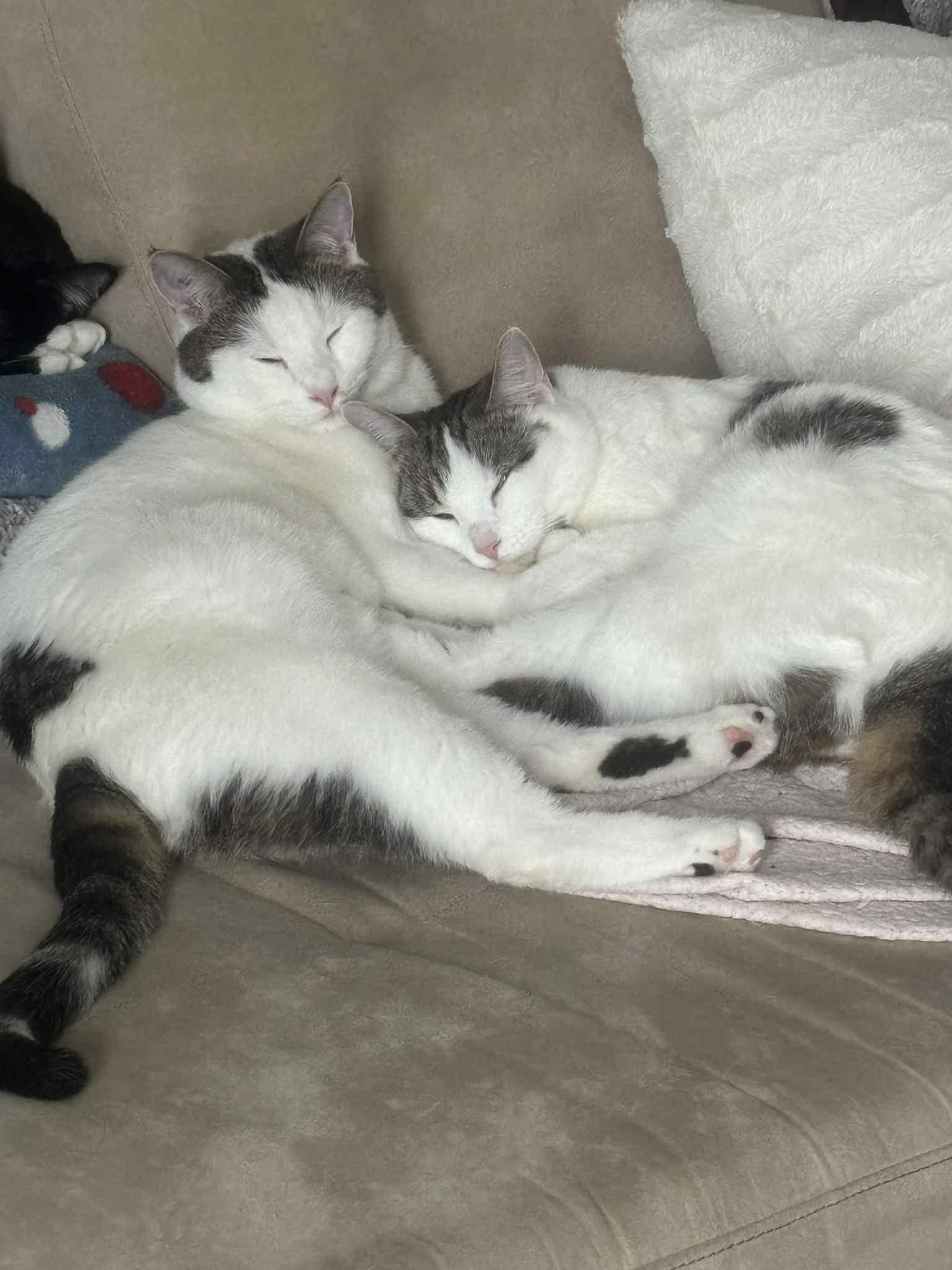 Enlarge Bonded Trio, a Adoptable Domestic Short Hair in Winnipeg, MB image 3/6