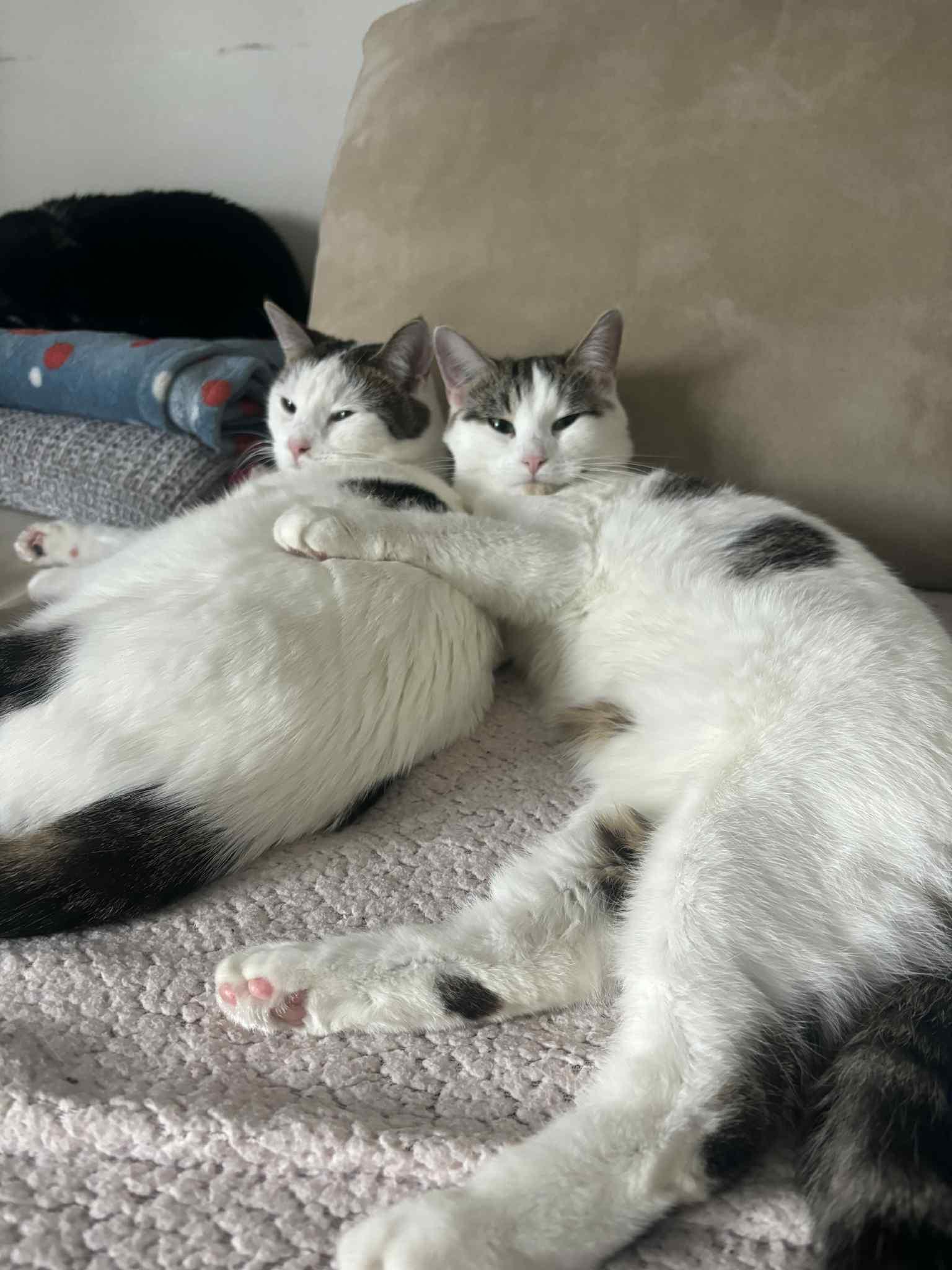 Enlarge Bonded Trio, a Adoptable Domestic Short Hair in Winnipeg, MB image 6/6