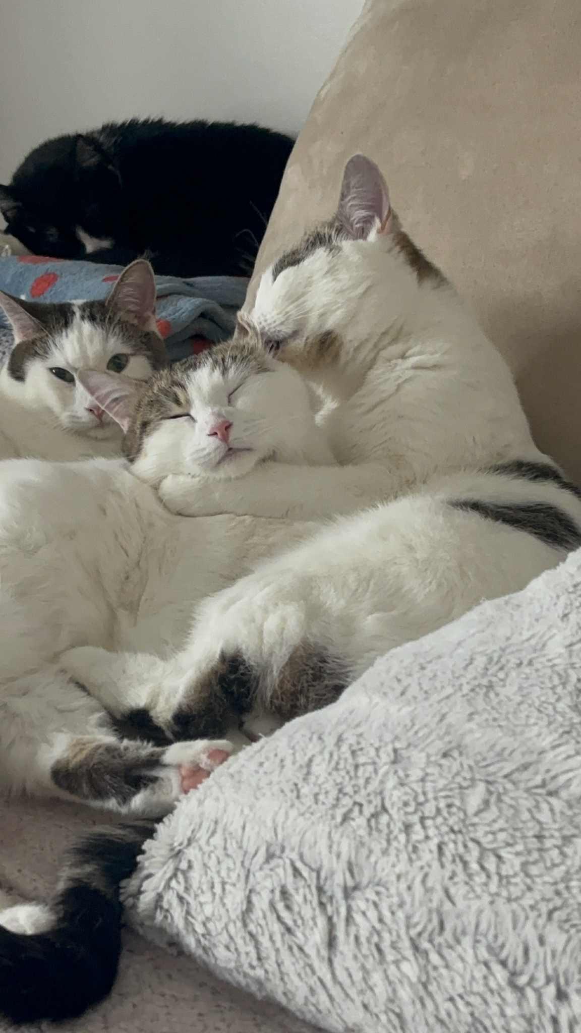 Enlarge Bonded Trio, a Adoptable Domestic Short Hair in Winnipeg, MB image 4/6