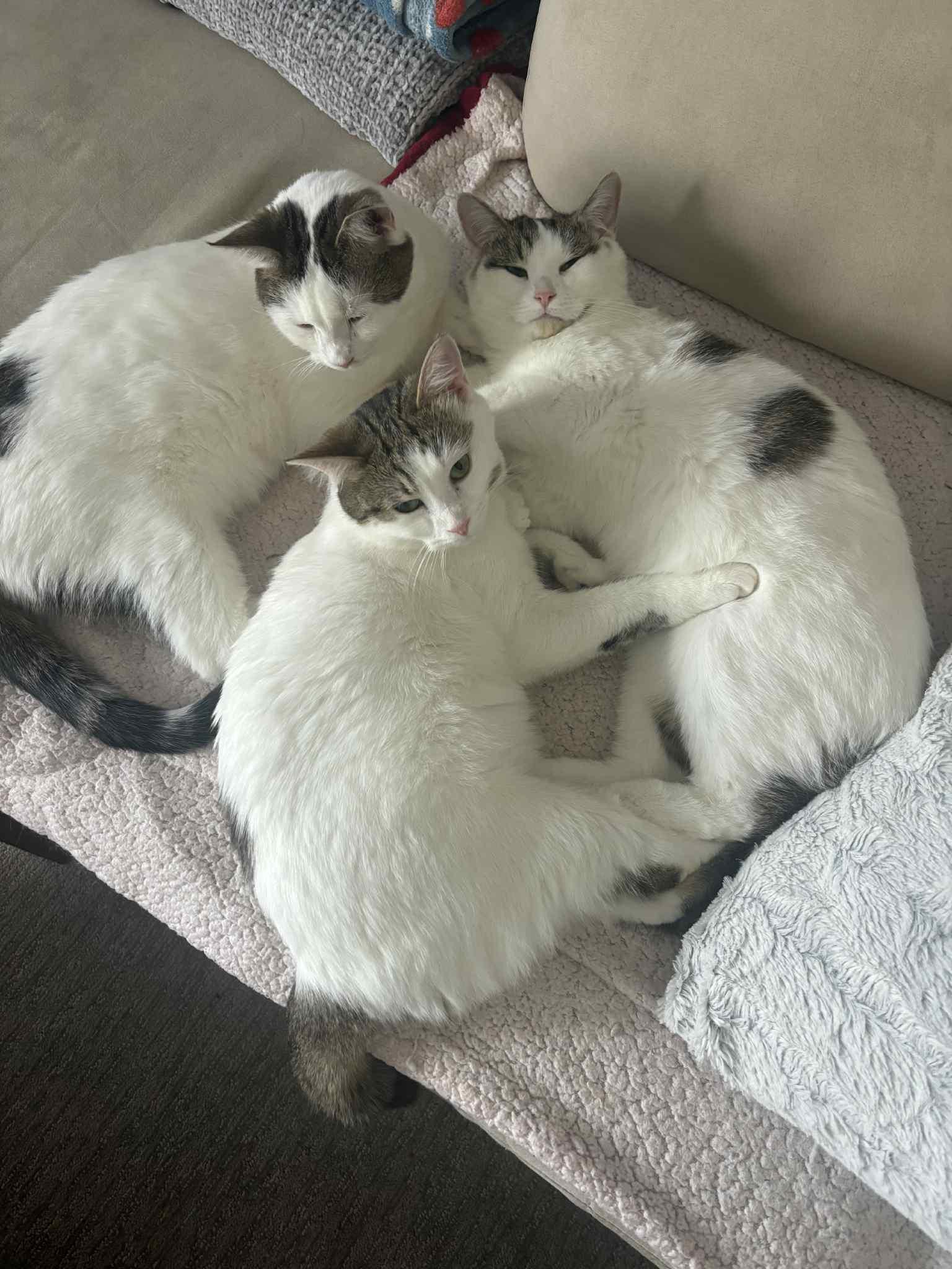 Enlarge Bonded Trio, a Adoptable Domestic Short Hair in Winnipeg, MB image 5/6