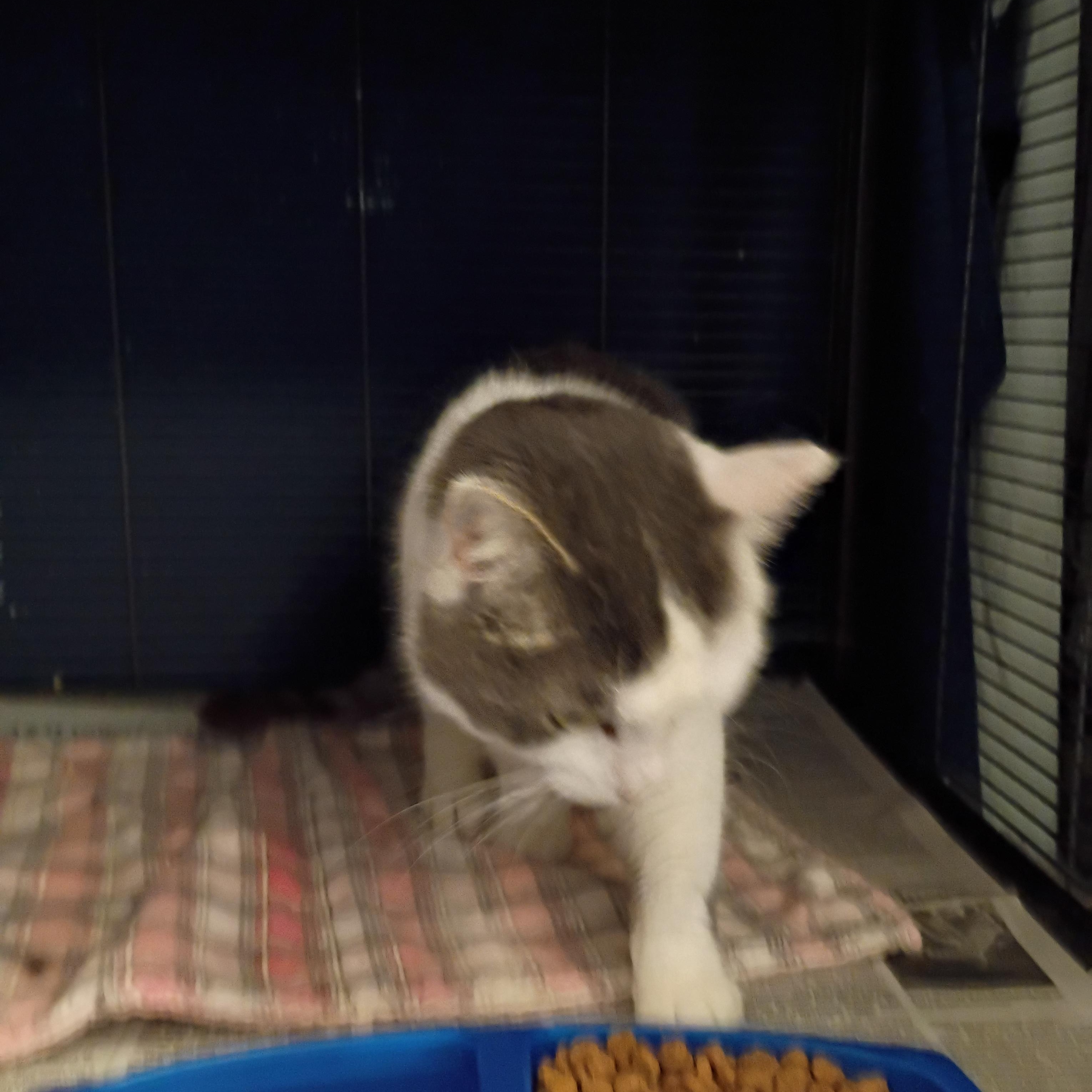Walt, ADOPTABLE, Adult Male Domestic Short Hair.