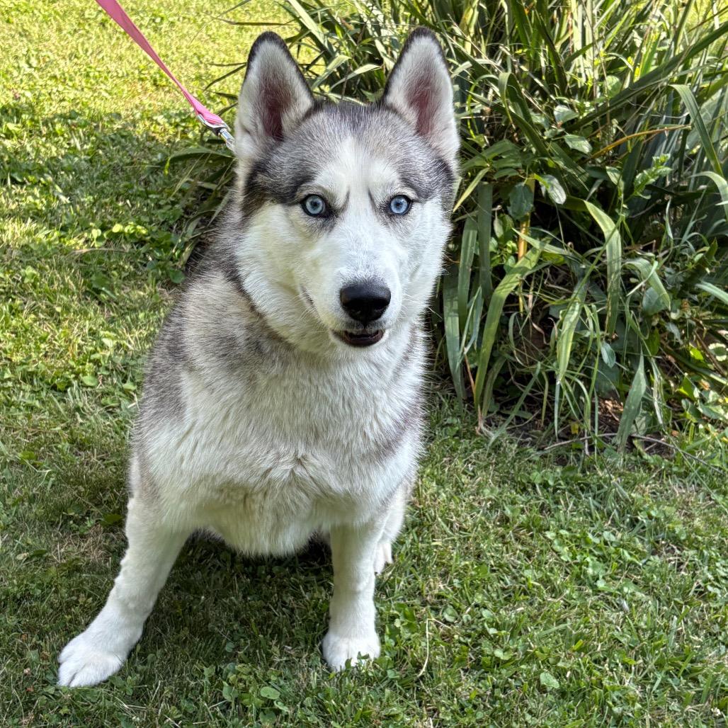 Blu, a Adoptable Siberian Husky in Carol Stream, IL image 1/6