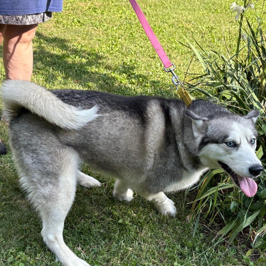 Blu, a Adoptable Siberian Husky in Carol Stream, IL image 2/6