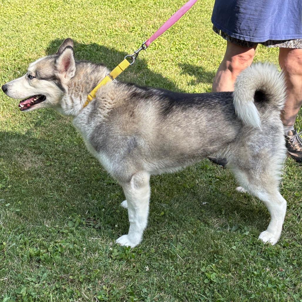 Blu, a Adoptable Siberian Husky in Carol Stream, IL image 3/6