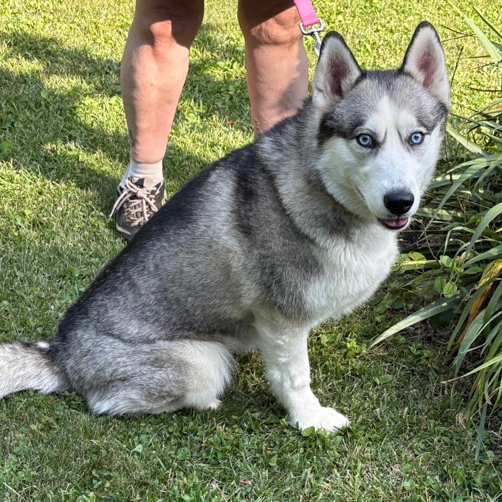 Blu, a Adoptable Siberian Husky in Carol Stream, IL image 4/6